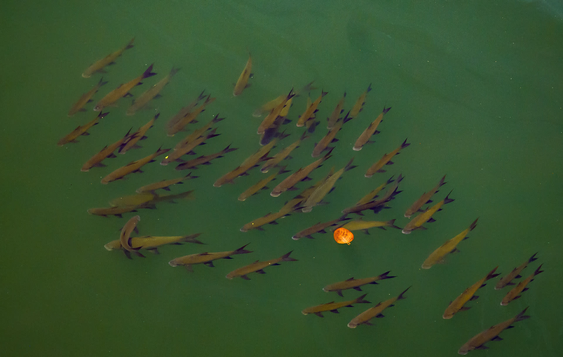 The fish swim upstream to find waters suitable for their young: shallow in depth, with slow water currents, and high oxygenation levels. They prefer waters that are “rich in stream substrate composition,” explains Dr Atkore, “where young can find abundant food, such as insect larvae”.   Females tend to favour confluences of tributaries, and often lay their eggs at night, around submerged gravel. While the female lays the eggs, the male makes brisk movements of the caudal (tail) region, fertilising the spawn with his milt (aka fish semen). Soon after, the adults return to deeper pools downstream. 