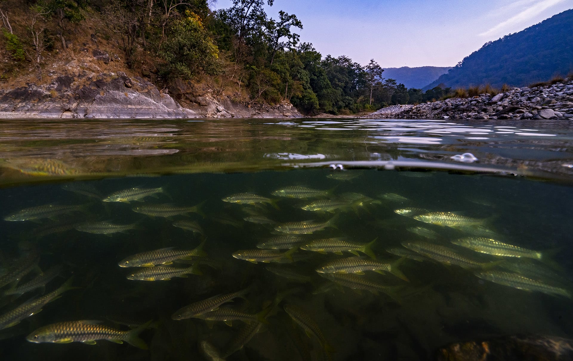 Dr Atkore believes that policy-level change is the need of the hour. “If both state and central government accord it special status i.e. Schedule-I in the Wildlife Protection Act (1972), this will help sustain the population in the future and curb illegal and destructive fishing practices.”  Additionally, restoring mahseer habitat, protecting migratory routes, rejecting new dams, and creating conservation reserves to safeguard their genetic stocks, would also be helpful. “Local communities, as well as some of the temple authorities (small and large) in Uttarakhand, have been conserving the mahseer’s habitat and population for many decades now,” says Dr Atkore. “Acknowledging and encouraging their efforts might help sustain the population of this majestic species in their native habitat.”