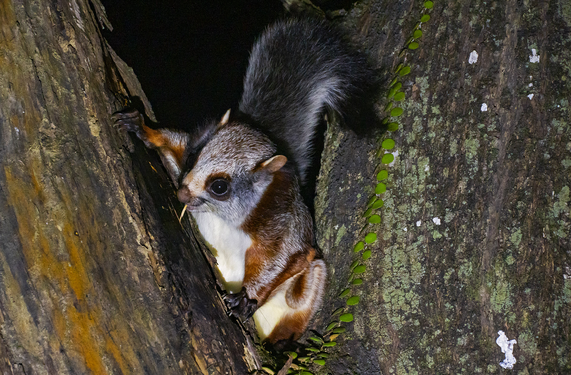 Top: Usually solitary, this squirrel is most active between sunset and midnight. Above: Destruction of their habitat due to logging, agriculture, dam construction, infrastructure development, and urbanisation poses a major threat to the survival of these gliding wonders of the night.
