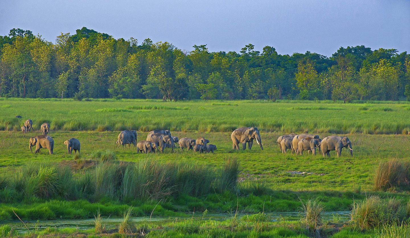 The marshy grasslands of Dudhwa Tiger Reserve are interspersed with rivers, shallow lakes, and swamps that create a lush green landscape and provide fresh water all year round.  (Top) Jhadi taal located in Kishanpur Wildlife Sanctuary is a safe haven for numerous species from (top) the swamp deer.  (Above) Herds of elephants can be seen in Banke taal inside Dudhwa National Park. 

