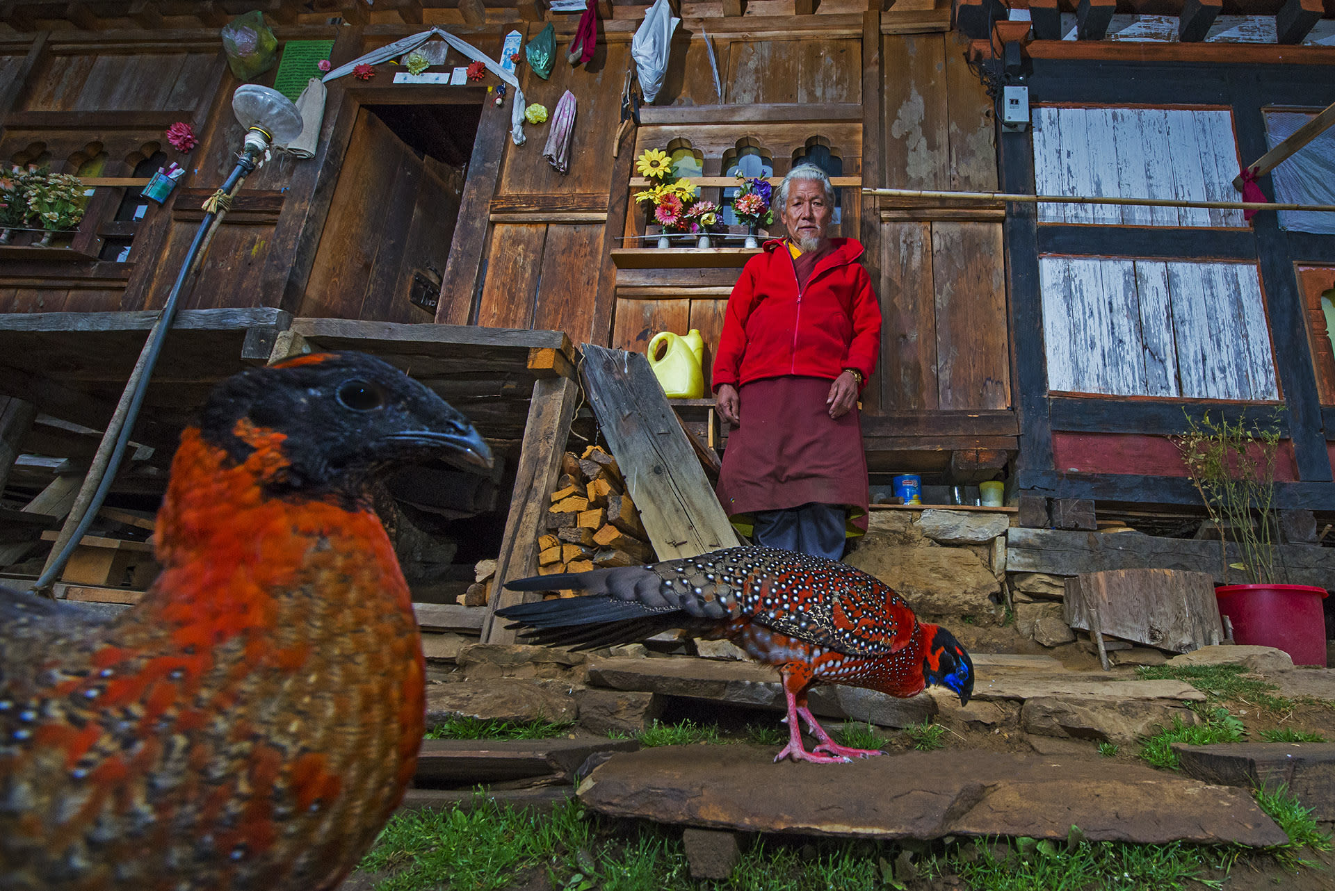 On my first visit to the city of Punakha, the erstwhile capital of Bhutan, my guide Phub Dorjee and I travelled about 40 km out of the town, then hiked uphill two hours until we reached a monastery and settlement perched on the mountainside. Beyond this village we hiked another half hour to a remote house where this image was taken. The day I arrived, I saw a few satyr tragopans (pictured here) foraging right outside this gentleman’s main door. 