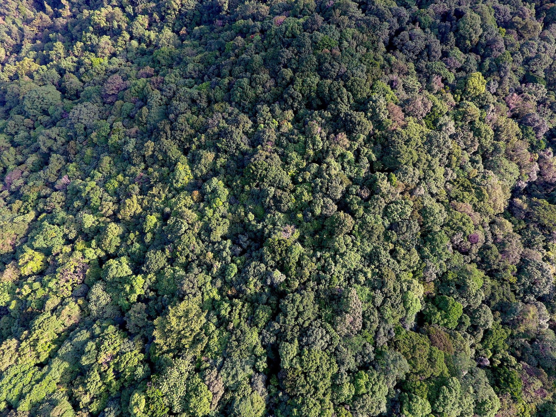 A drone photo of the privately-owned forest of Fringe Ford shows a dense jungle where many wild animals and birds find sanctuary. Photo courtesy: Fringe Ford