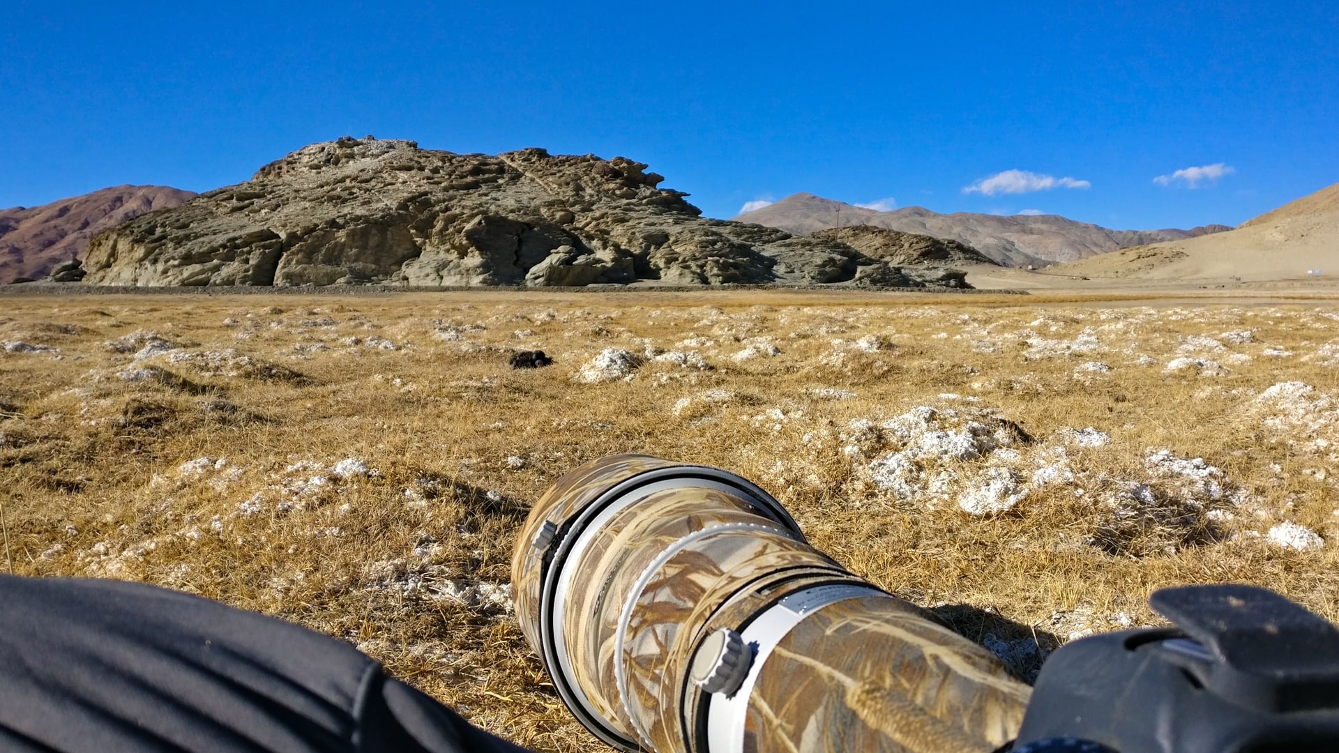 On reaching Hanle, our host Sonam Dorje caught me by surprise when said, “Ribilik is baar mil jayega” (you will see the Pallas’s cat this time), even before the customary “julley” or hello. Sonam described various encounters he and his friends had the previous week and showed me a few images taken the day before. A Pallas’s cat had taken up residence in a rocky outcrop above the Hanle marshes and all the week’s sightings had been in and around that magic spot.  The next morning, we were up early, chasing the setting moon around the marshes of Hanle. As we were driving around, our vehicle headlights caught a furry animal walking on a mound for a second before it disappeared. I was convinced that was the cat I had been waiting so long for, but the others thought it was a fox. Perhaps my excitement was getting the better of me.