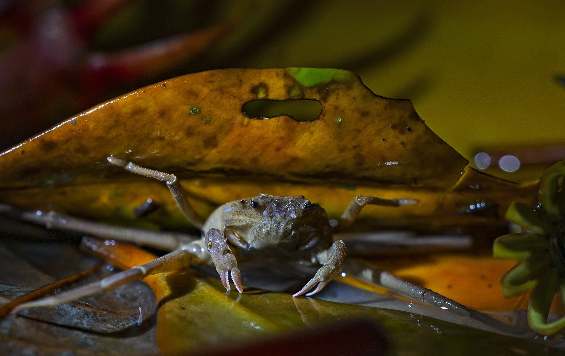 Crabs are essential to the mangrove ecosystem. They are responsible for aerating the soil, reshuffling layers of clay and sediment, and helping nutrient transfer among those layers. Because of these contributions, they are often called ecosystem engineers. Additionally, they are efficient burrowers who pierce holes and aerate the compact oxygen-starved soil, benefitting the mangroves as well. 
