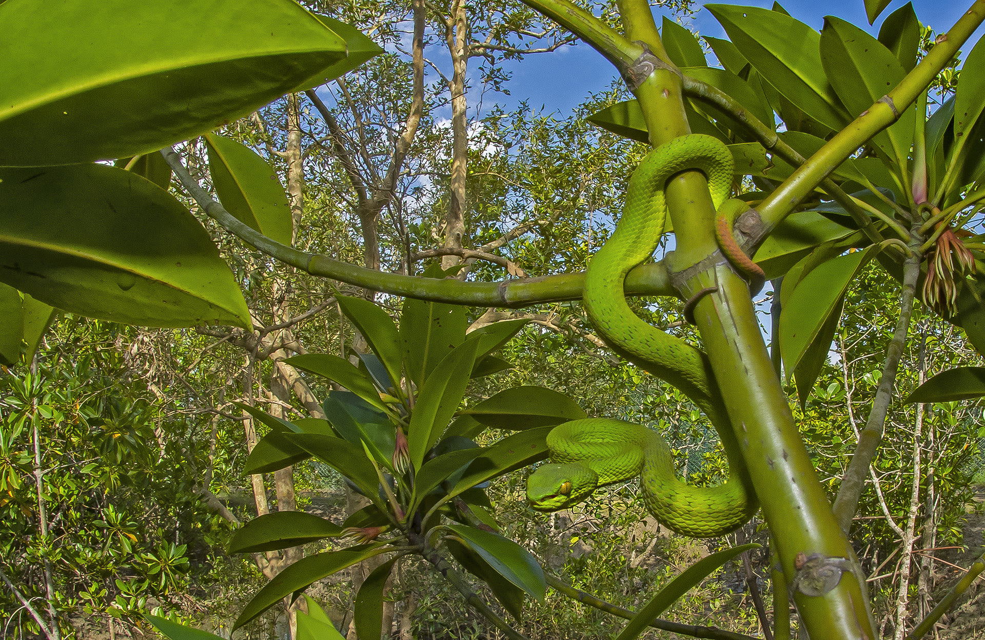 The Sundarbans harbours about 37 species of snakes, including one of the most venomous snakes in India — the king cobra. Interestingly, the king cobra here is pale brown with striking black patterns on its body — unlike its siblings in the Western Ghats. The red-tailed pit viper (Trimeresurus erythrurus) (above) is commonly seen in this forest, but the Indian python is a rare sight. Other reptile species found in the Sundarbans include Russell’s vipers, common kraits, and a host of sea snakes like dog-faced water snakes and hook-nosed sea snakes.  Snake numbers in the Sundarbans are gradually declining. Because of the number of humans killed by snakebite in the area, retaliatory killing of snakes by villagers is commonplace. The decline of snake numbers is also due to the destruction of their habitat. Awareness campaigns and snake-handling training sessions by local organisations are some of the conservation efforts being undertaken to address this issue. 