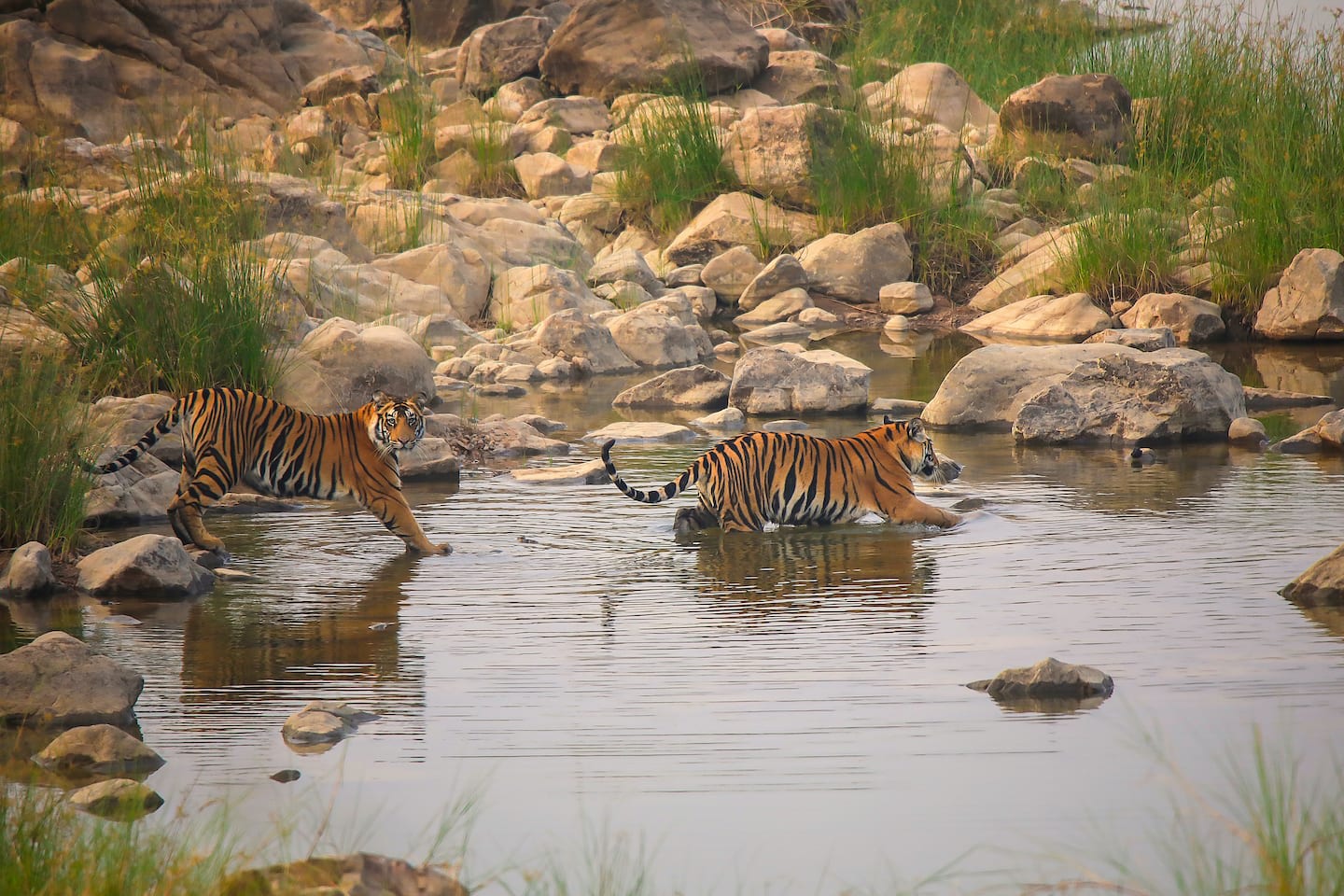 Tigers are solitary animals, except for females raising cubs. Cubs, seen here frolicking in the Ken River, stay with the mother for two-three years, after which they seek their own territory. Photo: Phalgun Patel