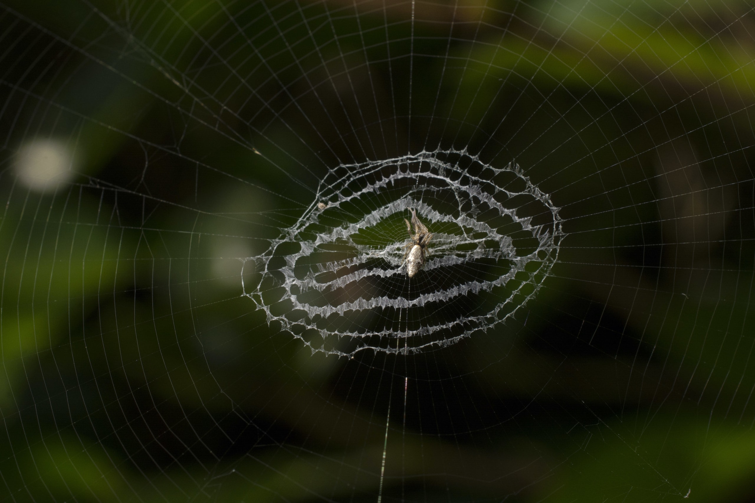 Spiders in the genus Cyclosa decorate their orb-webs with silken structures called stabilimenta. These structures work as a mode of camouflage for the spider. Photo: Samuel John