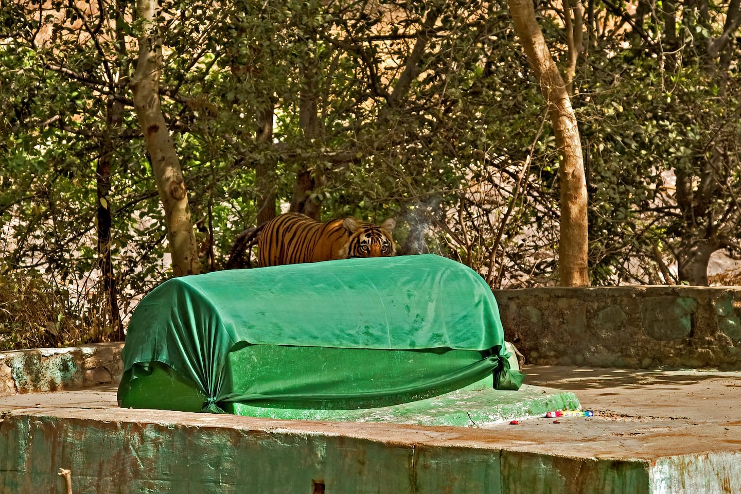 There is a grave of a Sufi saint by the side of the road to the Ranthambore fort and it is known as baba ki mazhaar. It is revered by a small groups of locals. There is a very pretty baori next to this grave with large trees all around, including a few of the species Litsea glutinosa or the Indian laurel tree — a rainforest tree in the semi-arid Ranthambore! The trees were recently identified by botanists Dr Satish Sharma and Dr Dharmendra Khandal. Its presence in Ranthambore is nothing short of a miracle.