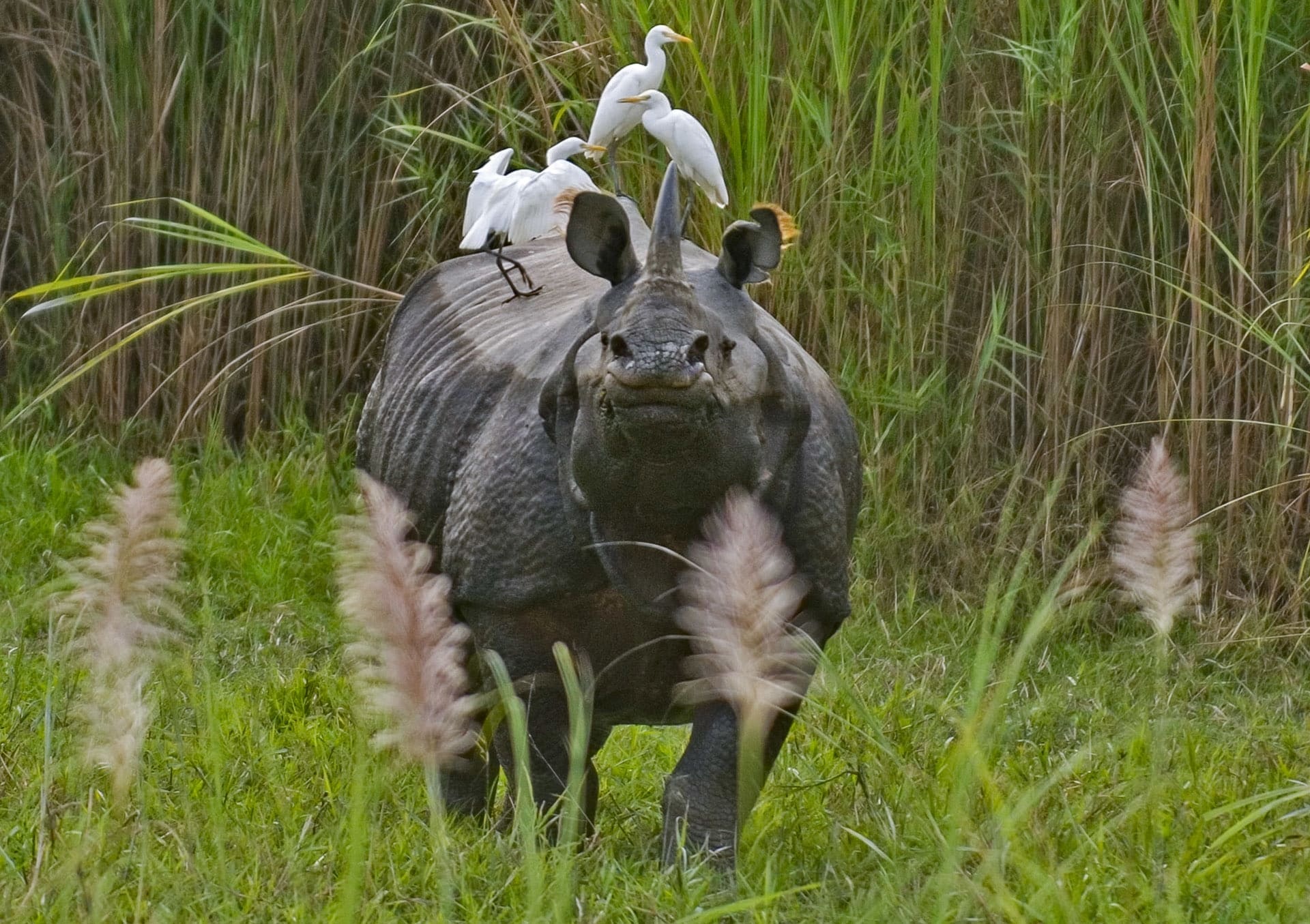 The river enters Assam from Daying Ering Memorial Wildlife Sanctuary in Arunachal Pradesh, forming north and south banks. Orang National Park, which lies on its north bank and towards the centre of the state, is the oldest game reserves demarcated by the British in 1915. It is the only stronghold of the one-horned rhinoceros in the north of the river. The swampy, wooded forest with tall trees and grasslands is also home to leopards, elephants, tigers, barking deer, and a large variety of birds.  Cover photo: Greylag geese and ruddy shelduck fly over the Brahmaputra during their migratory journeys. 