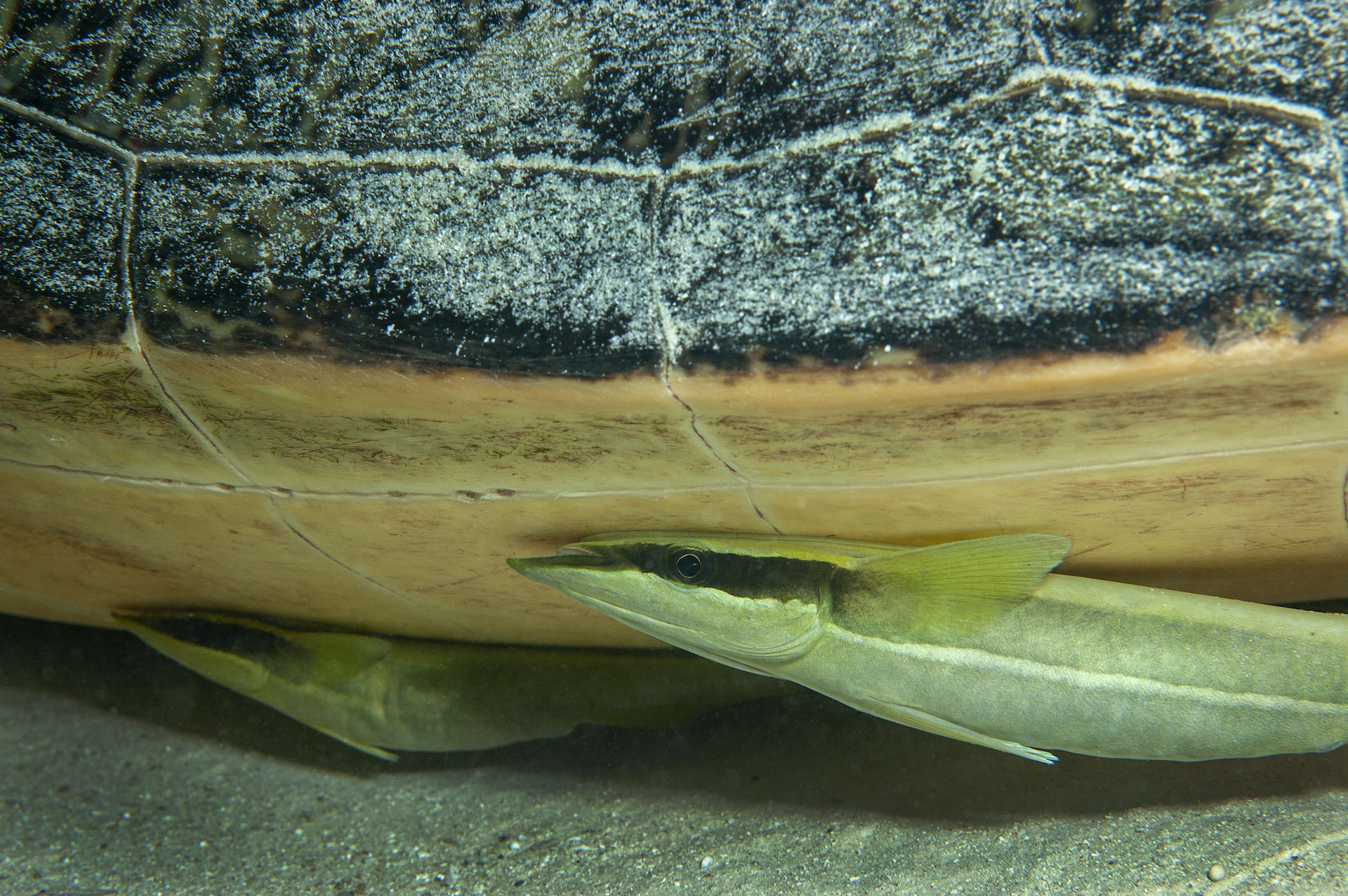 Remora are fish that have developed an oval suction pad on their dorsal side, just above their heads. They are often seen fixed to larger marine creatures like turtles, whale sharks, manta rays and even whales. Food found in the stomachs of remoras suggests that they have either a mutualistic (in which both benefit) or commensal (where one benefits and the other is unaffected ) relationship with their hosts.