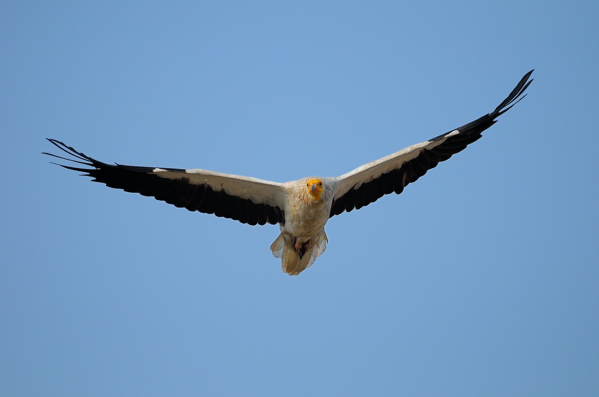 The Egyptian vulture is easily recognised because of its bright, white face and yellow beak. It feeds mostly on carrion, keeping the forest free of rotting corpses and disease. Photo: mitalpatel/Shutterstock  Cover photo: The Ken Gharial Sanctuary is most popularly known for the successful conservation of the critically endangered gharial — a species of crocodile with a snout shaped like a “ghara” or earthen pot. Cover photo: Surya Ramachandran