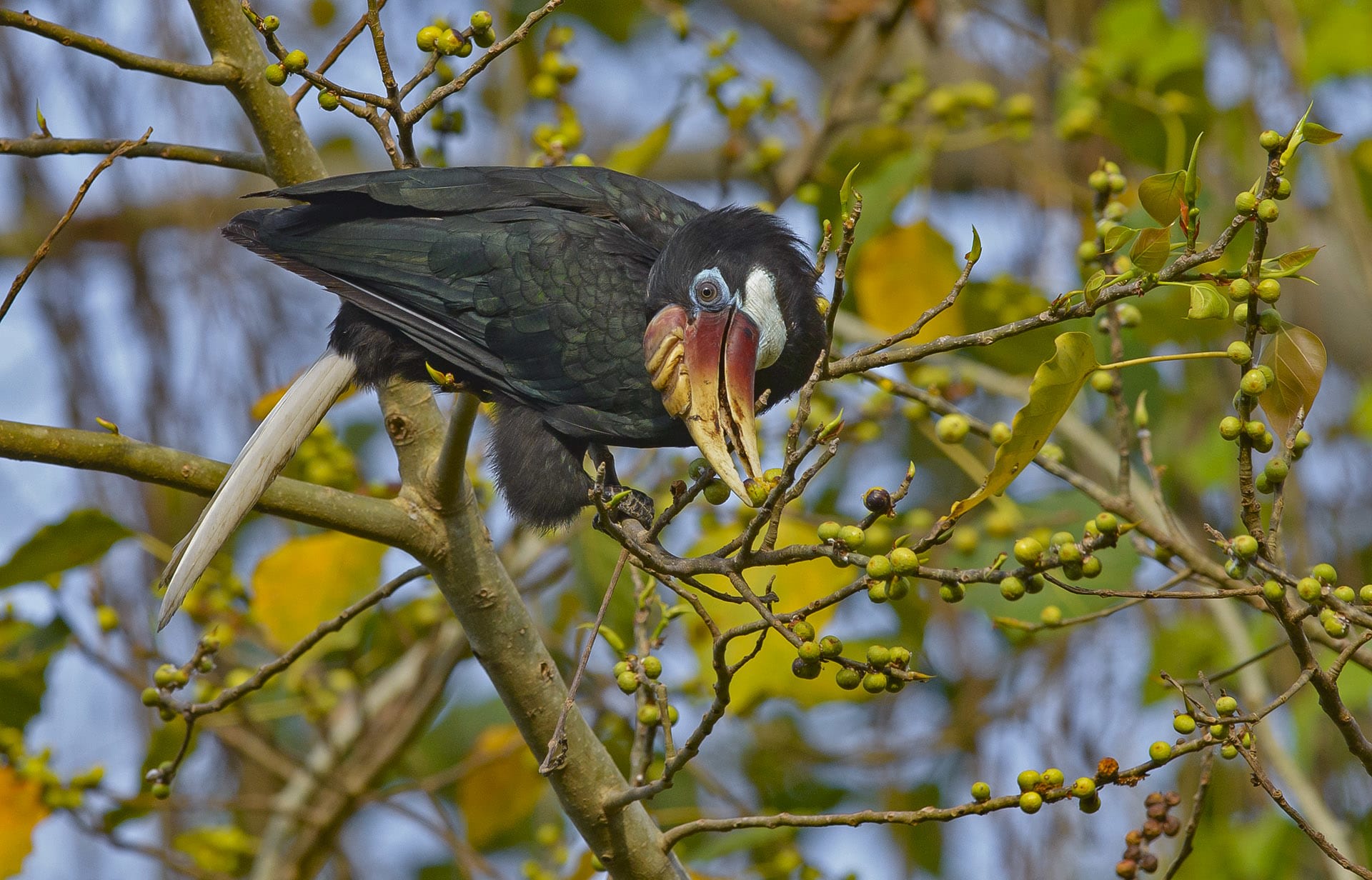 It primarily feeds on berries and fruits, supplementing their diet with insects and small reptiles. The female, seen here feeding on a fig, has a black head and neck. Photo: Dhritiman Mukherjee  Cover Photo: The Narcondam hornbill is found only on a 6.82 sq.km. island to the north-east of the main Andaman and Nicobar archipelago. The male has a rufous head and neck.  
Cover Photo: Dhritiman Mukherjee