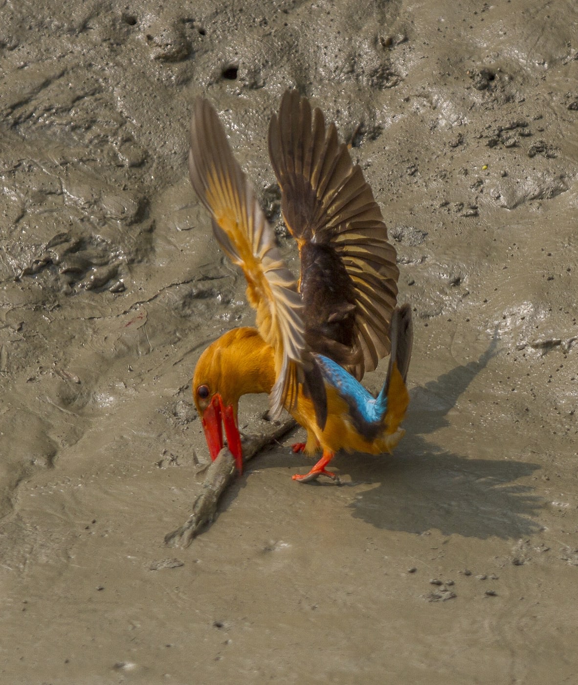 The brown-winged kingfisher (Pelargopsis amauroptera) is a threatened bird. Its colours, caramel-orange with dark chocolate wings and a dazzling turquoise patch on the rump, are seen best in flight. This large tree kingfisher is a striking gem that is at home in mangroves, tidal rivers, and creeks of the Sundarbans of India and Bangladesh, and other mangrove forests of the south-east Asia. Photos: Dhritiman Mukherjee (top), Soumyajit Nandy (above) 