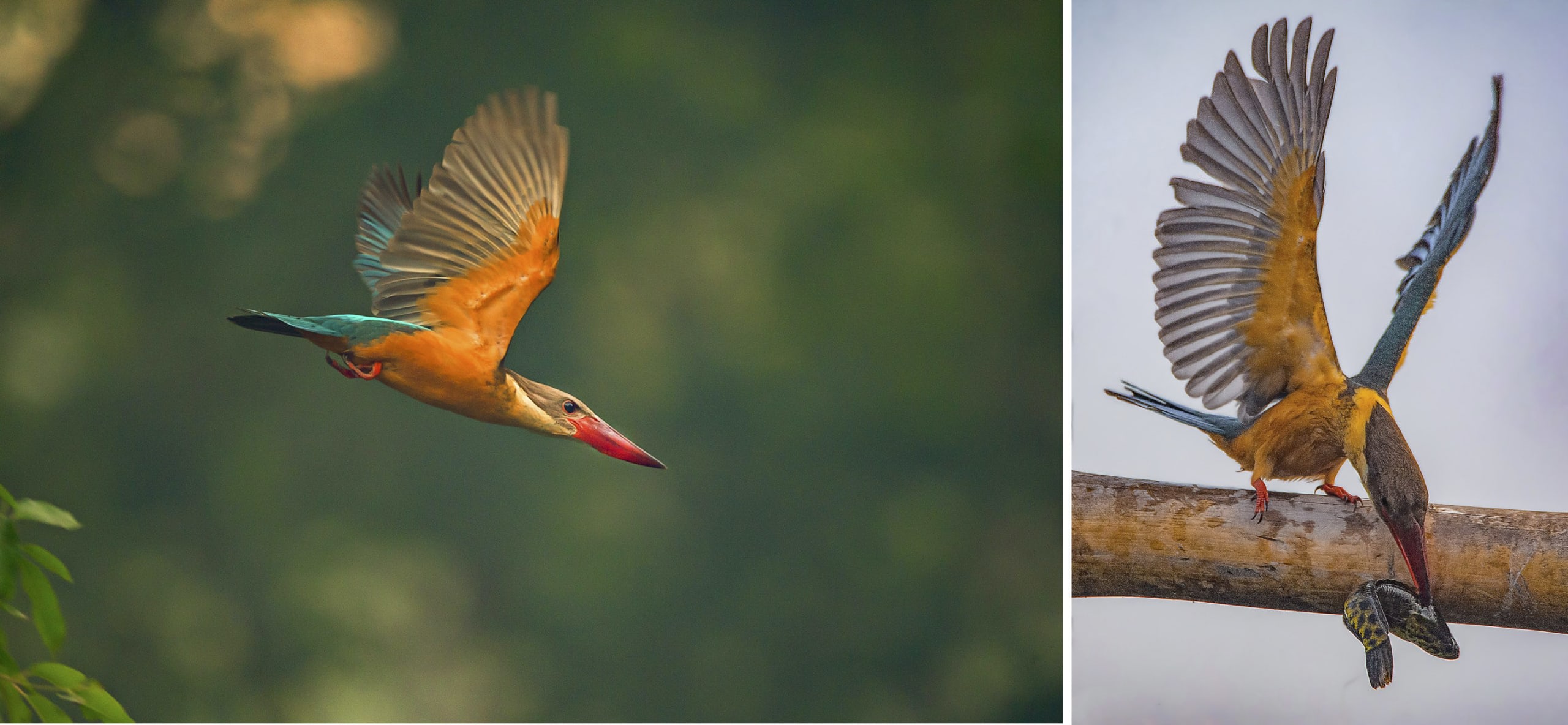 The stork-billed kingfisher (Pelargopsis capensis) is a big tree kingfisher with a scarlet, stork-like bill which gives it its name. Found in wooded habitats near lakes, rivers, forest streams or coasts in almost the whole country, this territorial hunter likes its space, and chases away large predators like eagles. Adults have an olive head with emerald green-blue wings and brown body. Despite being tree kingfishers, these birds are predominantly fish-eaters, though they might also feast on frogs, crabs, rodents, and young birds. Photos: Dhritiman Mukherjee (left), Arijit Mondal (right) 