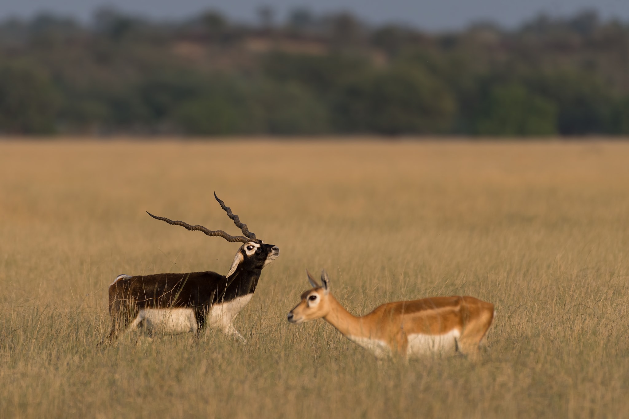 Blackbucks establish territories with plentiful grass and water right in the paths of hungry does, since the way to females’ hearts is through their stomachs.
