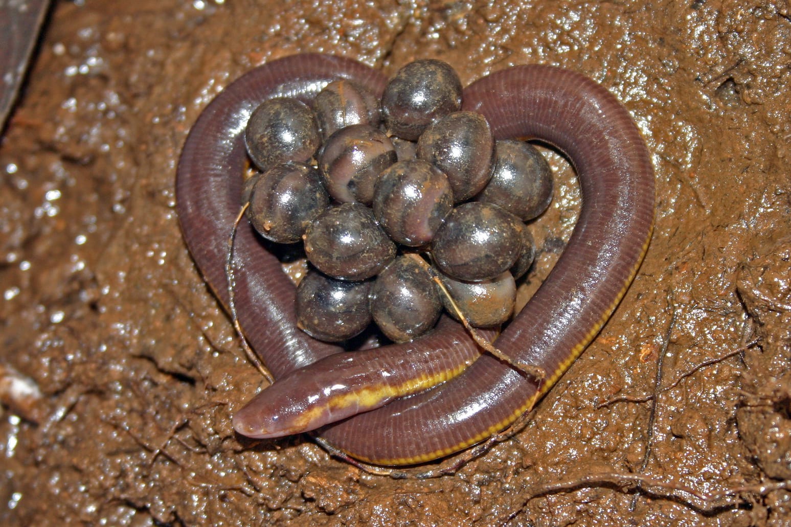 An adult caecilian guarding eggs. These are limbless amphibians. They are fossorial in their lifestyle except during the heavy rains when they can be seen awkwardly slithering along roads, forest paths and leaf litter. They inhabit loose moist soil that is rich in vegetative matter and sometimes hide among rotting logs, rocks and leaf litter. Eggs are laid in these hidden spaces and are usually guarded by the female. There are no external differences between the male and female. Earthworms, termites and soil invertebrates form a major part of their diet. Caecilians are often confused with earthworms and smaller snakes like shieldtails and wormsnakes.   
Photo: David Raju
