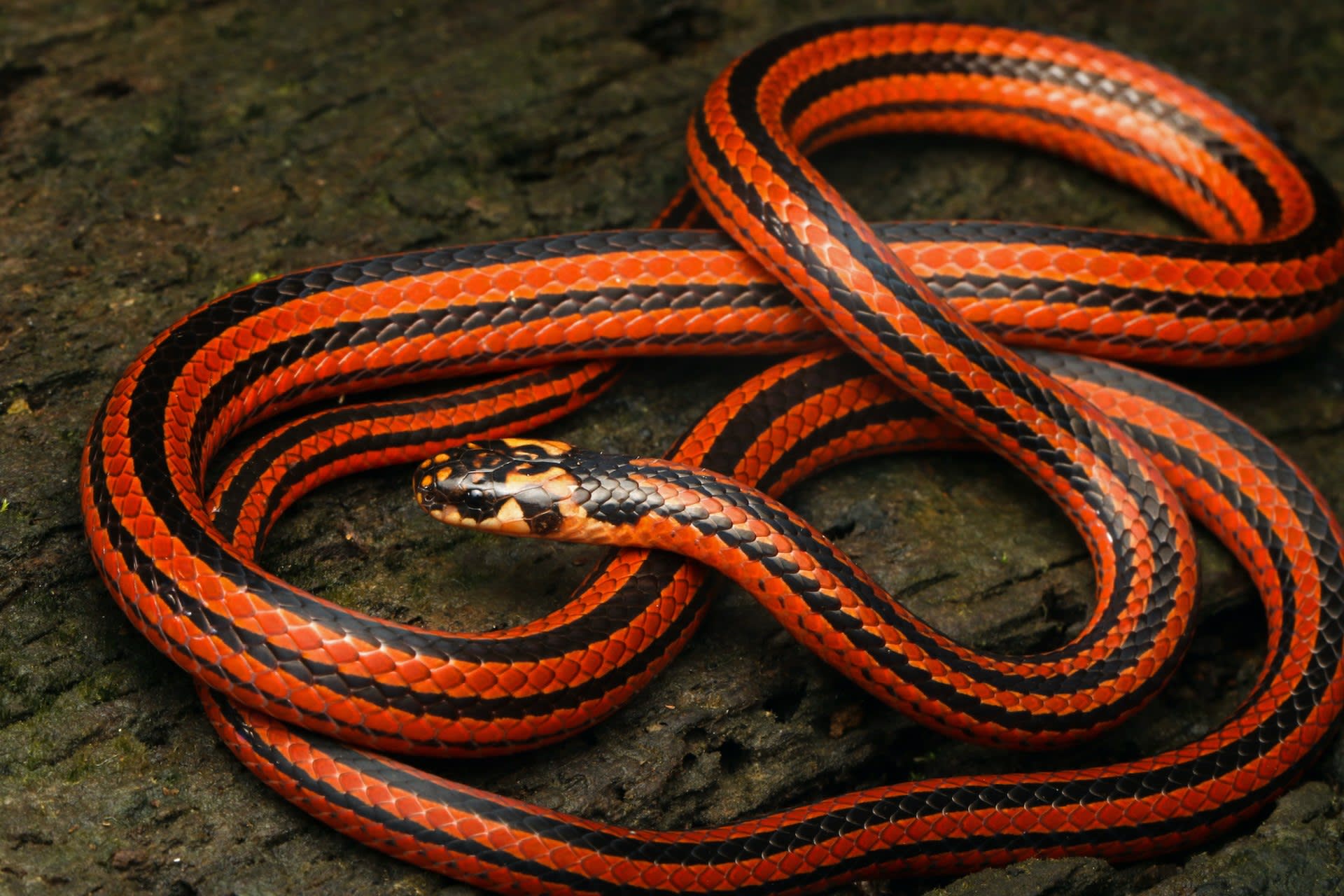 Striped coral snake (Calliophis nigrescens) | Length: 127 cm
Widespread throughout the moist forests of the Western Ghats, including the high hills. It is also recorded in the Shevaroy hills of Eastern Ghats. They are seen in three different forms in the various regions. The days are spent hidden among leaf-litter, burrows or under fallen logs and stones. They emerge at night, usually sticking to vegetation, to feed on other species of smaller snakes like shieldtails, wood and worm snakes that comprise a large part of their diet. When faced with danger, they coil their tail to display their bright underside, taking the attention away from the head. Many of them are mimicked by other snakes, especially by shieldtails, in the region.    
Photo: David Raju
