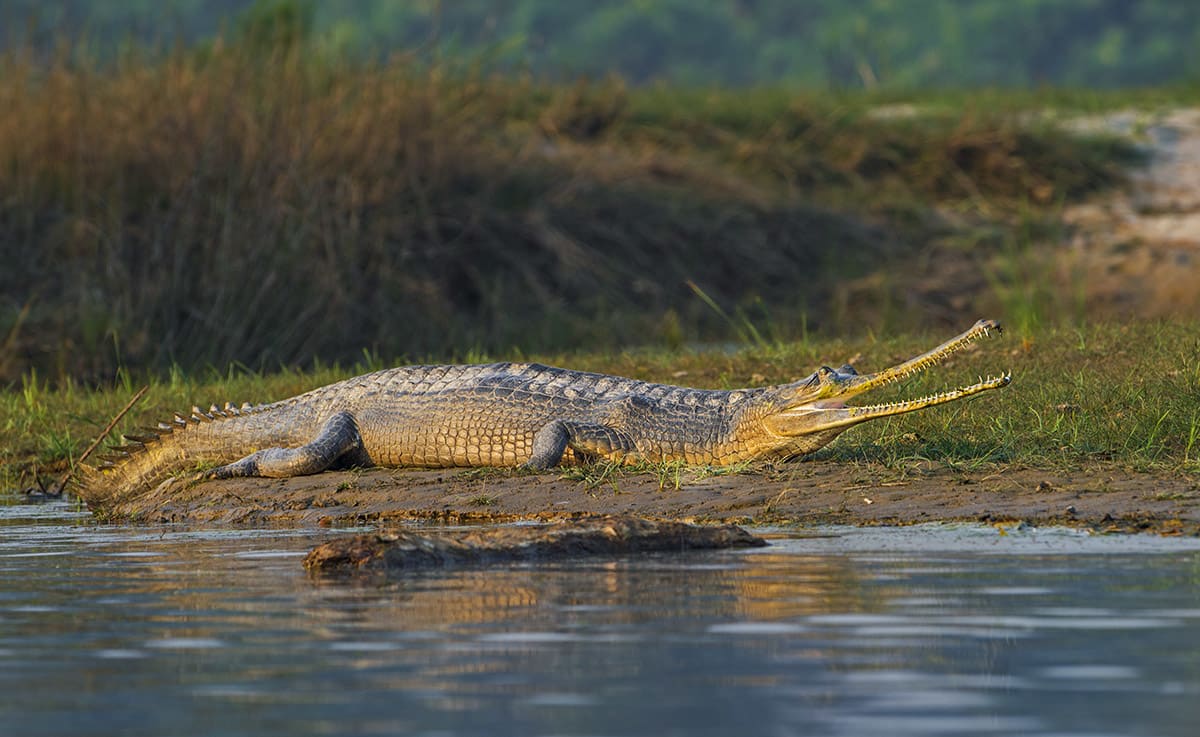 Much like tigers, gharials are considered keystone species that signify the health of their habitat. When gharial numbers start to drop, it is a signal that our riverine systems are under duress. So, in a sense, saving the gharial is as much about our own survival as a species, for without fresh water, the future of humanity seems just as unlikely. Photo: Dhritiman Mukherjee 