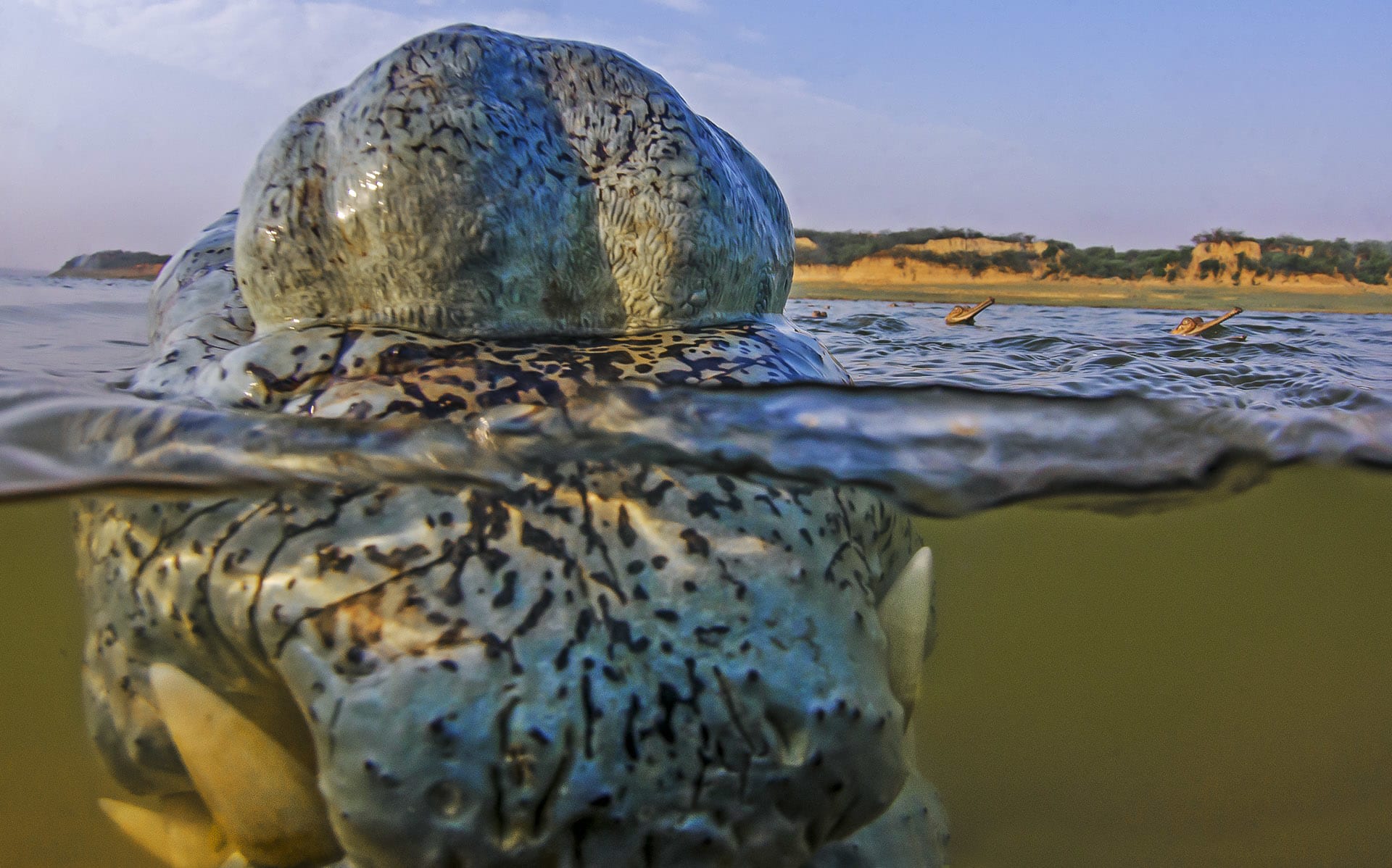 The most distinctive characteristic of the gharial is its long, slender snout. Males also have a bulbous formation on their snouts, often compared to earthenware pots called gharas, after which the species is named. “Males use their gharas to vocalise and blow bubbles during mating displays,” according to National Geographic. Male gharials are much larger than females and can grow to 20 feet, while females are generally 11-15 feet. According to WWF India, “the ghara also renders the gharial the only visibly sexually dimorphic crocodilian.” Photo: Dhritiman Mukherjee