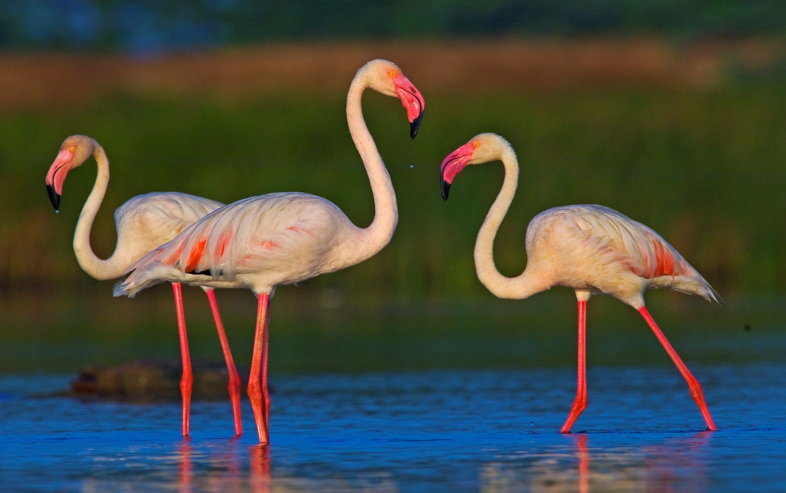 Their bent beaks with an inbuilt filter allow them to scoop mollusks, plankton, crabs, tiny fish and insect larvae from muddy flats or shallow water.  