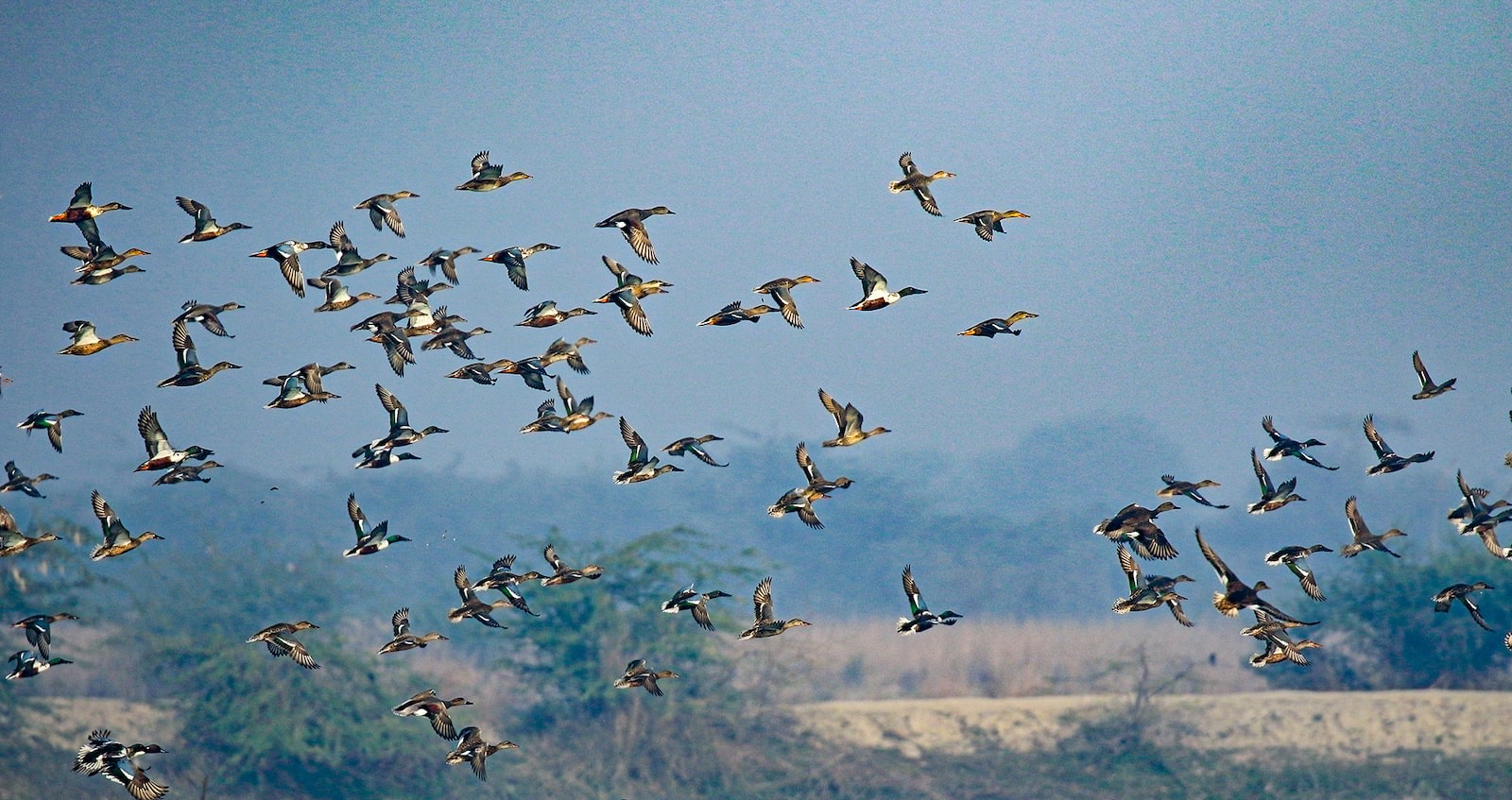 (Top) Bronze-winged jacanas are handsome birds with large feet and long claws that aide in walking in shallow waters and on floating vegetation. (Above) Flocks of northern shovelers migrate from Europe and Nothern America to winter in India. 