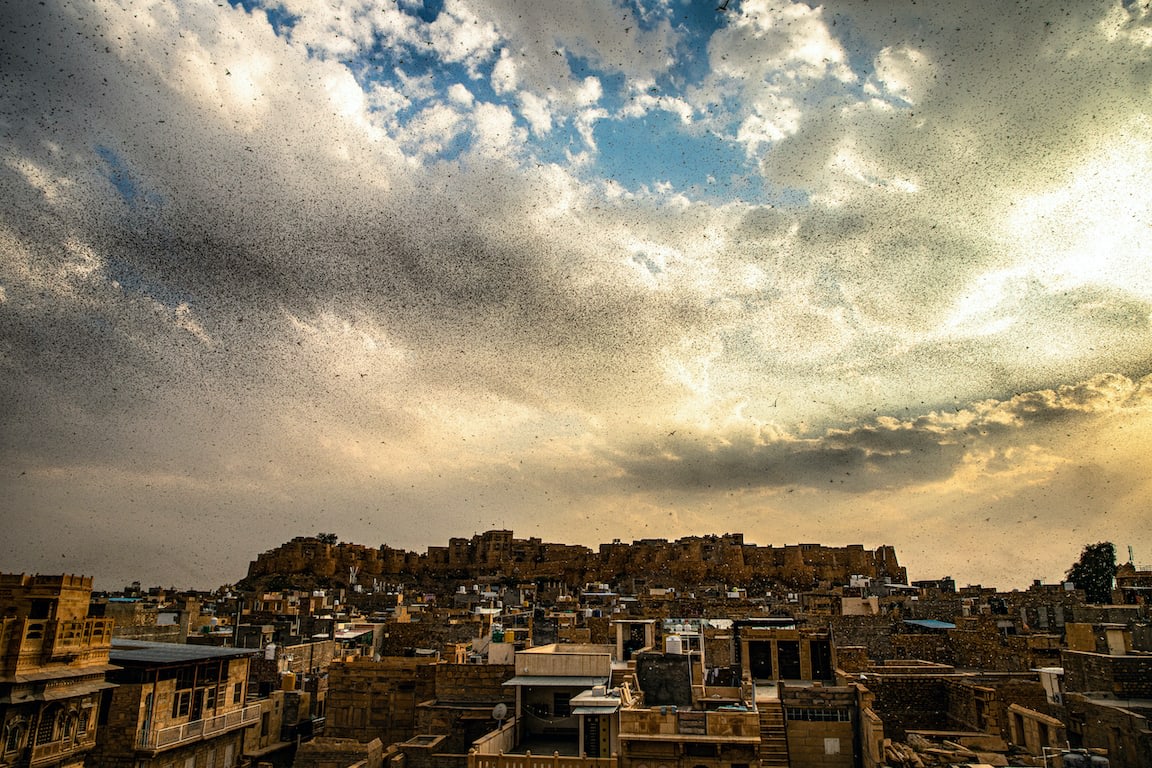 The scale of destruction caused by swarms of desert locusts, seen here at Jaisalmer, Rajasthan, led to the use of toxic organophosphates. Photo: Im_rohitbhakar/Shutterstock  Cover Photo: Locusts, such as this one photographed in the Thar desert, swept into the country from the Arabian Peninsula, creating a natural disaster. Cover Photo: Vipul Ramanuj