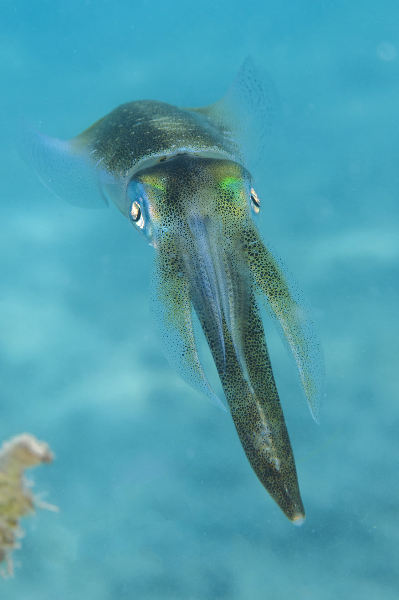 With nearly 290 species found globally, squids are equipped to rival other carnivorous fish that hunt in the ocean water column. Photo: Umeed Mistry