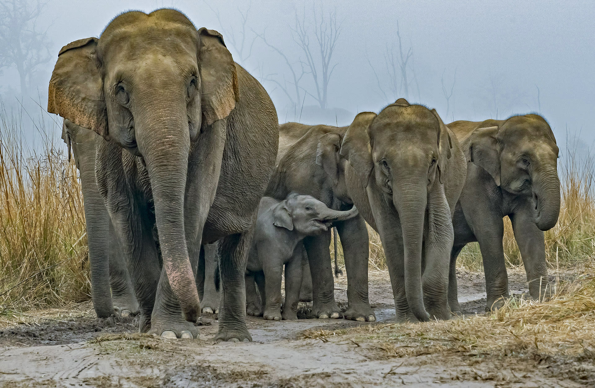 Elephants also use an array of sounds to communicate with each other, ranging from loud trumpets and roars to softer rumbles and squeals. “The variety of sounds that elephants can produce ranges in frequency from 10 to 14 Hz to 9000 Hz, and as loud as 103 decibels at 5 m from source,” write Vidya and Sukumar.  Different sounds have different purposes. Joshi says, “Trumpeting occurs when elephants attack, when they are surprised, and when an individual has gone the wrong way and feels that it has lost contact with the herd,” but they also trumpet when they are in good spirits. In his study, Joshi notes that solitary bulls often trumpet in the “early morning hours when they are in cheerful humour.”