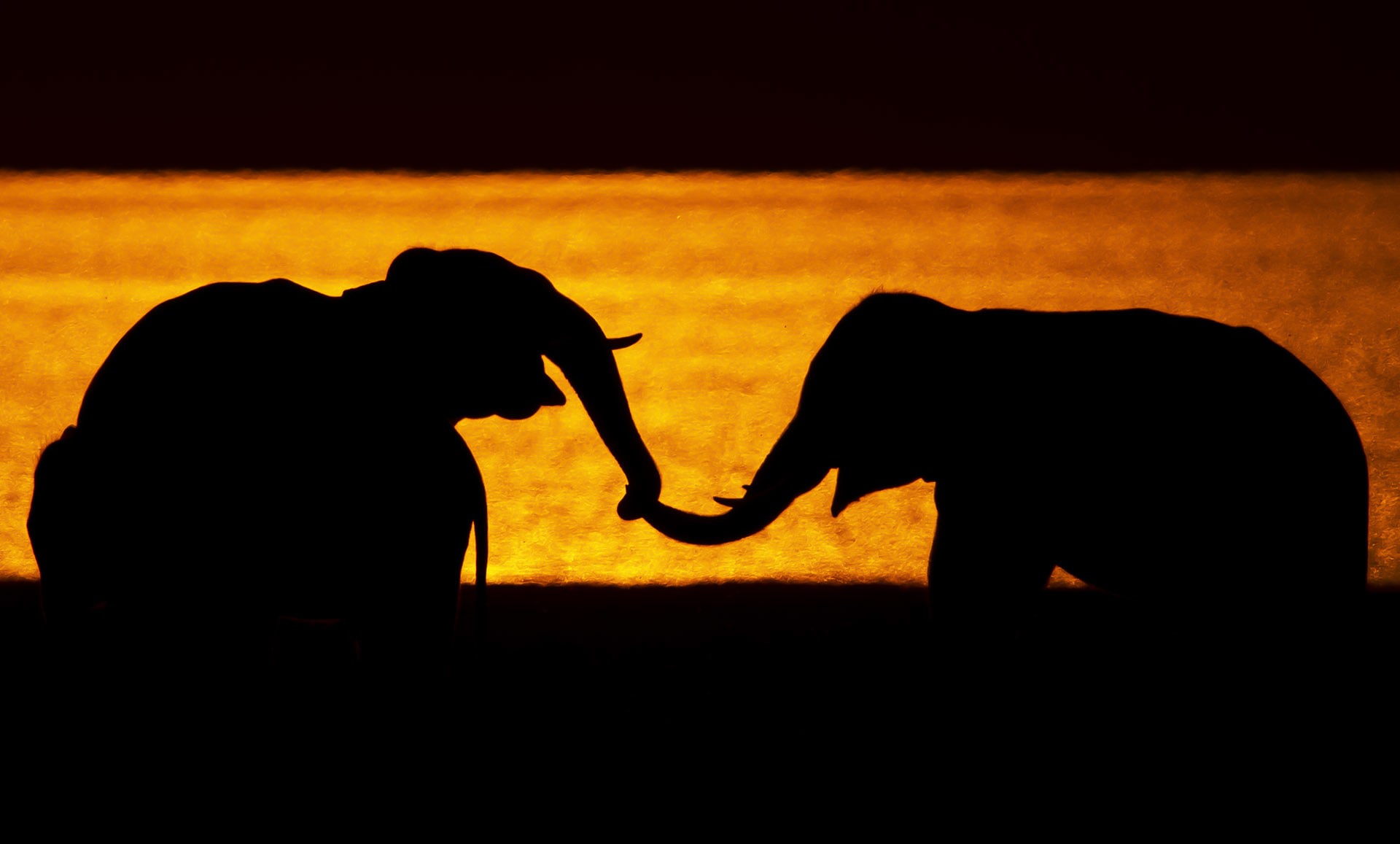 Tactile communication, or communication by touch, is what “elephants use to exhibit reassurance, affection and affiliation, exploration, aggression, and play,” write TNC Vidya and R Sukumar in a paper on social and reproductive behaviour of elephants published in Current Science . “The trunk tip is placed on another elephant’s mouth during reassurance, and on the ears, mouth, eyes, tail, and body, while greeting family members that were separated for a while.” Tactile communication is often used between mothers and calves and among young elephants during play. 