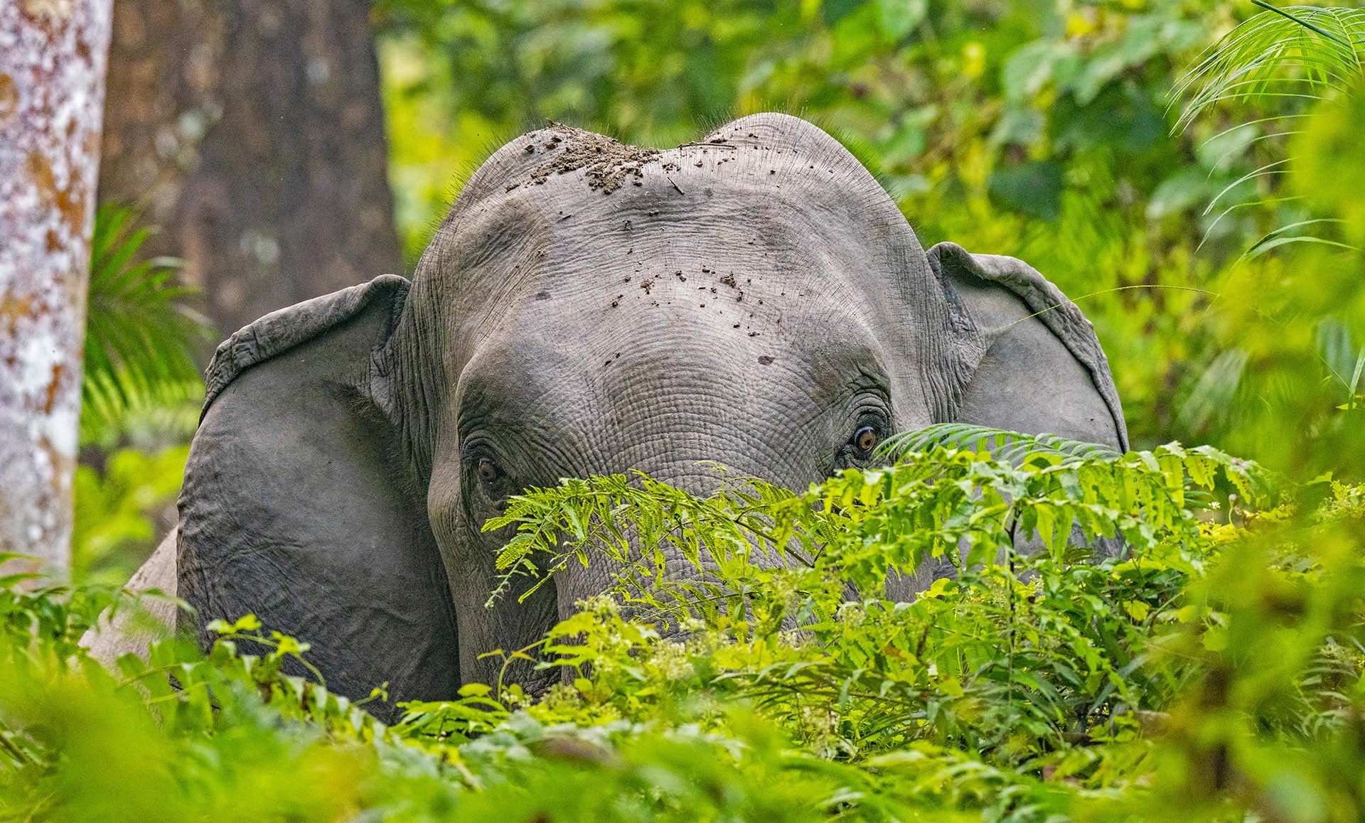 “A significant proportion of acoustic communication of both Asian and African elephants occurs through the use of low-frequency” sounds according to Vidya and Sukumar. Infrasound, which is undetectable by the human ear, is especially useful in dense forest habitats as it travels through objects such as trees, as opposed to being reflected by them. Many species including whales, crocodiles, and some birds use infrasound to communicate. 