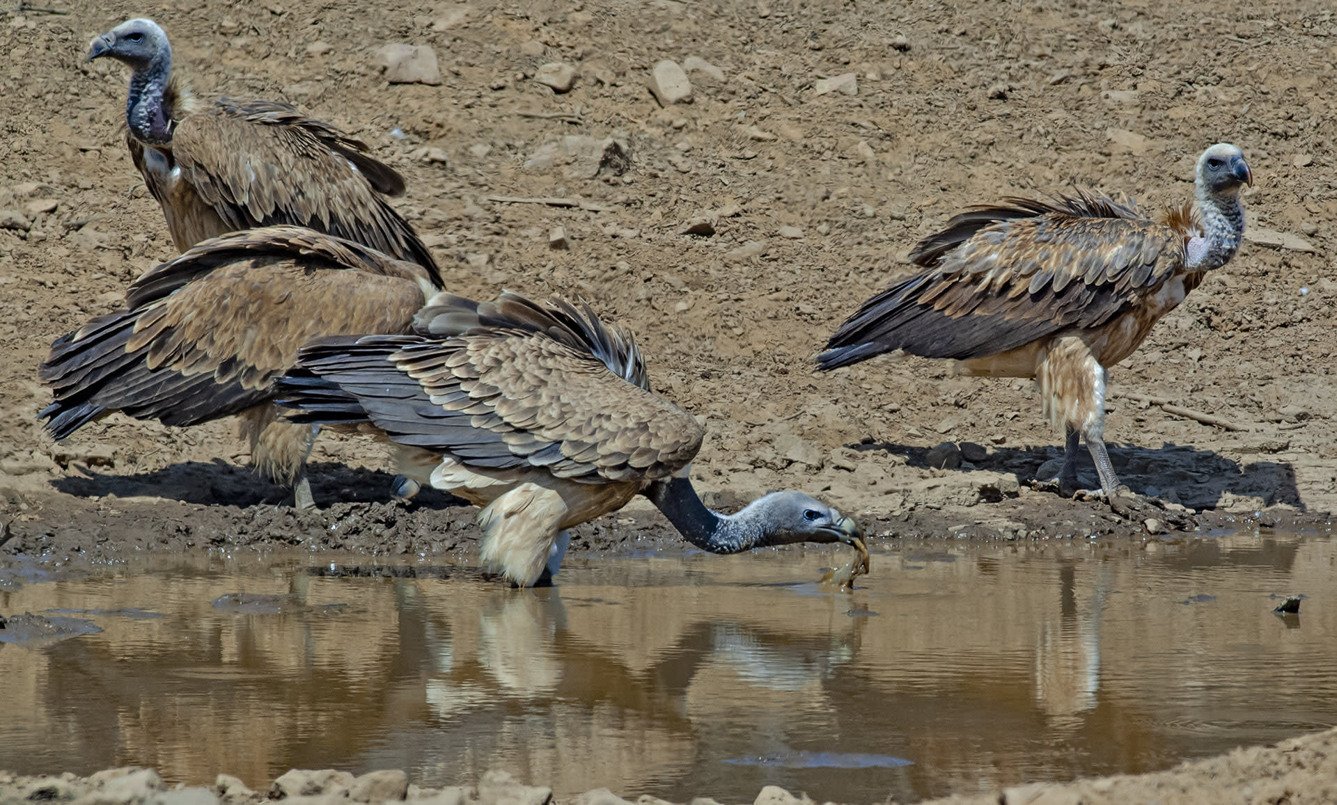 Often seen in flocks, Indian vultures mostly feed on the carcasses of dead animals. They are frequently spotted feeding in the company of white-rumped vultures. Photo: Dhritiman Mukherjee  Cover: Light brown with white feathers on its neck, the Indian vulture or long-billed vulture is one of nine species of vultures found in India. Cover photo: Dhritiman Mukherjee