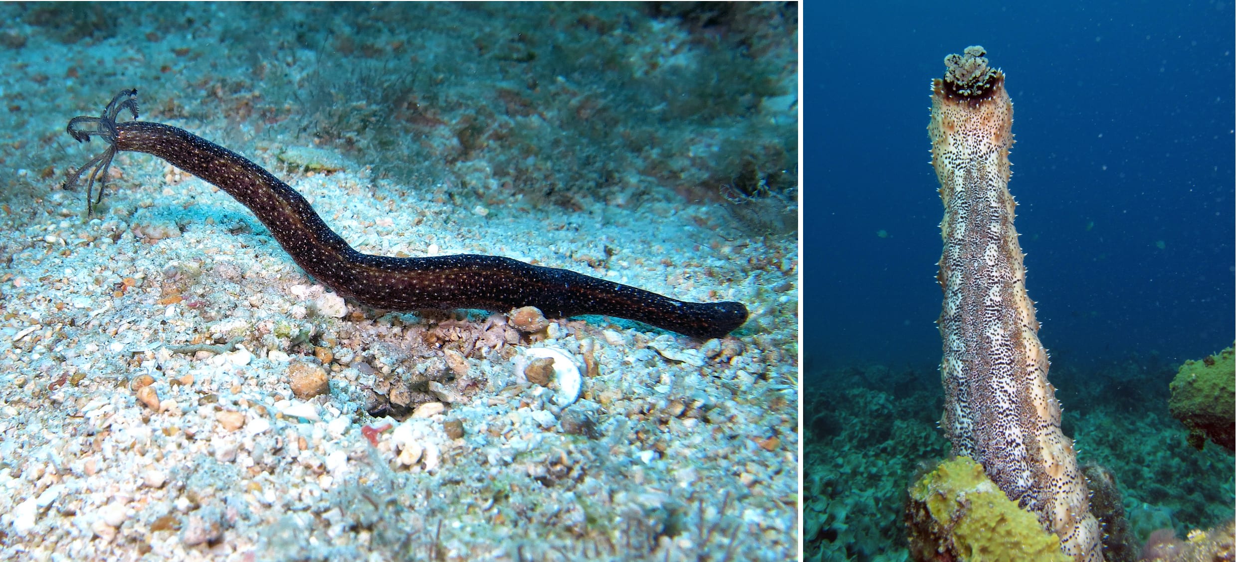 (Left) In the absence of tube feet, Synaptula sp. look more like a worms than sea cucumbers. Their ring of feeding tentacles, however, are a giveaway. (Right) If you ever see a blackspotted sea cucumber standing up tall, a rather unusual stance for these cylinders, you are probably witnessing a spawning event and are likely to see them release their gametes into the water.  Photos: Vardhan Patankar