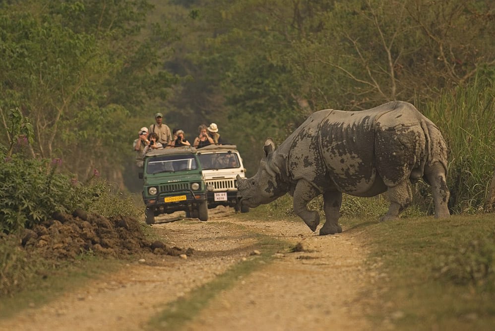 The economy of Kaziranga depends on the survival of the greater one-horned rhino. The 2017-2018 tourist season welcomed 177,431 visitors.
Photo: Dhritiman Mukherjee 
