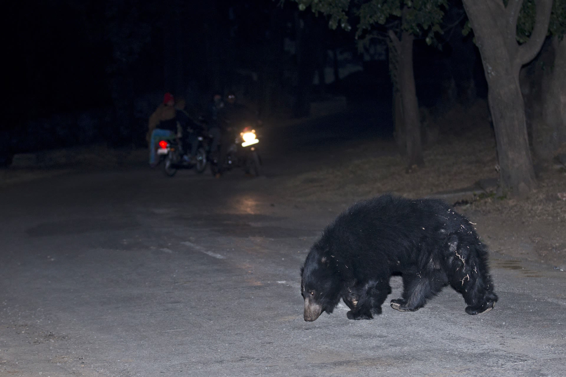 Sloth bears often wander out of the confines of protected areas in search of food and water as seen in this image from the Ratanmahal Sloth Bear Sanctuary. As bear habitats across the country become increasingly fragmented due to infrastructure projects and changing land use patterns, encounters with humans are on the rise. Photo: Vickey Chauhan, CC BY-SA 4.0
