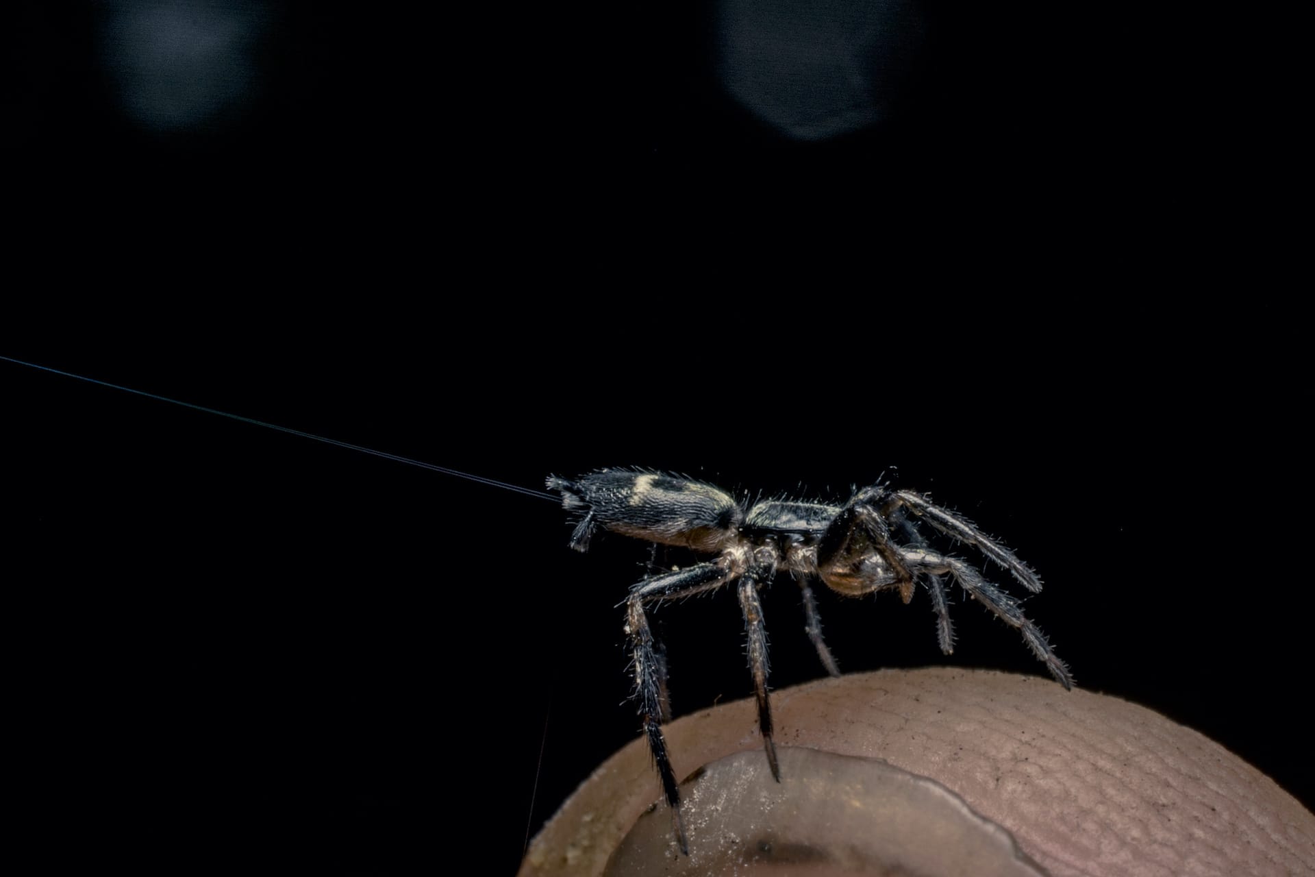 Spiders prepare for “ballooning” by climbing up to a high point, standing on pointed legs and releasing lines of silk into the air. Seen here is a spider moments before flying off the author’s finger. 