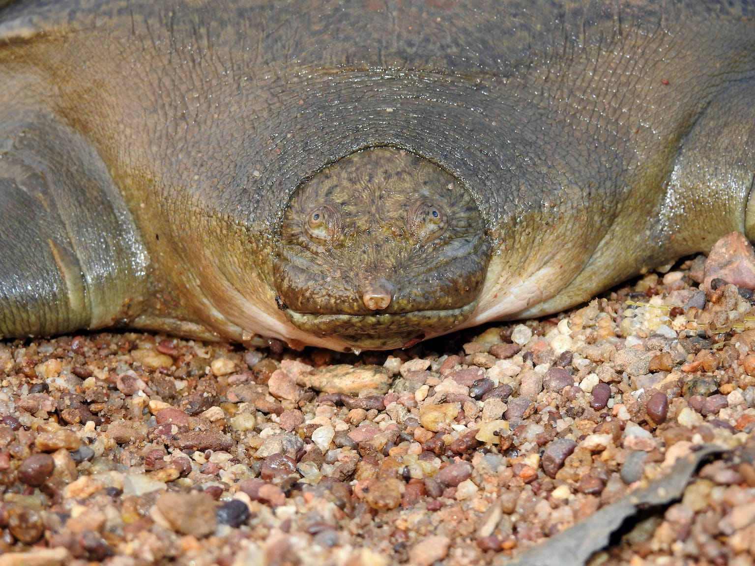 Due to its unique frog-like facial features, the Cantor’s giant softshell turtle is also referred to as “frog-faced softshell turtle”. Photo: Ayushi Jain  Cover photo: The Cantor’s giant softshell turtle is known to inhabit the deeper areas of riverine systems. Unlike other freshwater turtles, typical basking behaviour is not yet documented for this species. Cover photo: Ayushi Jain