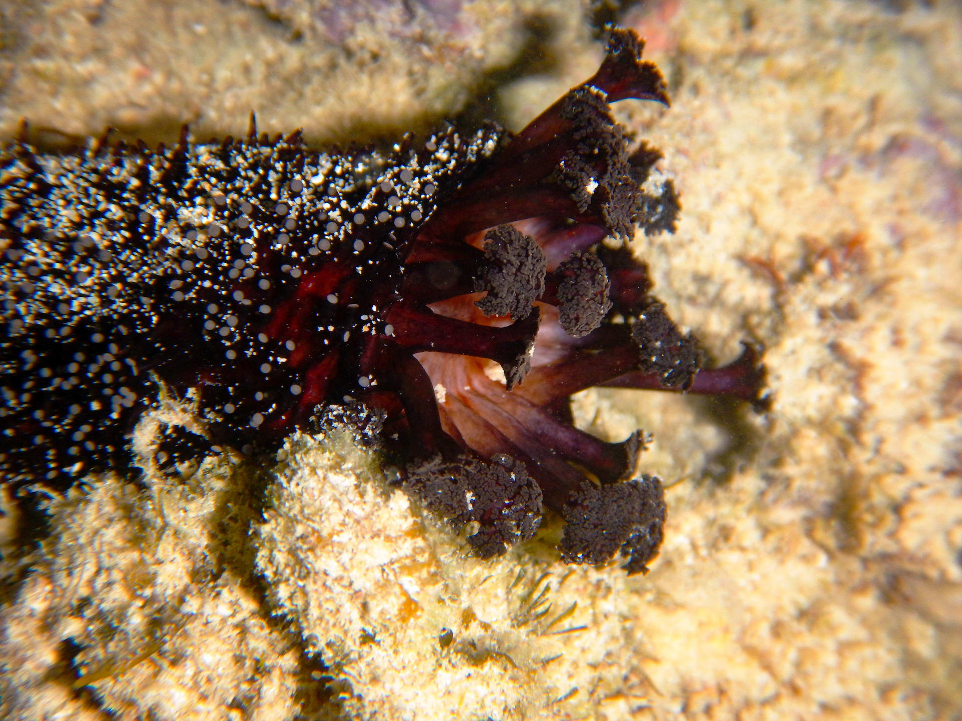 Sea cucumbers, like this black Tarzan (Holothuria leucospilota), are the nutrient recyclers of marine habitats. These deposit feeders ingest sediments to feed on micro-particles, break them down, and help in nutrient recycling. There are around 1,200 species of sea cucumbers found globally, out of which many are exploited commercially. The “beche-de-mer” industry has been harvesting sea cucumbers to meet the huge demand for dried skins of the animal, used as a delicacy, leading to its local extinction in many places. Photo: Swapnali Gole 