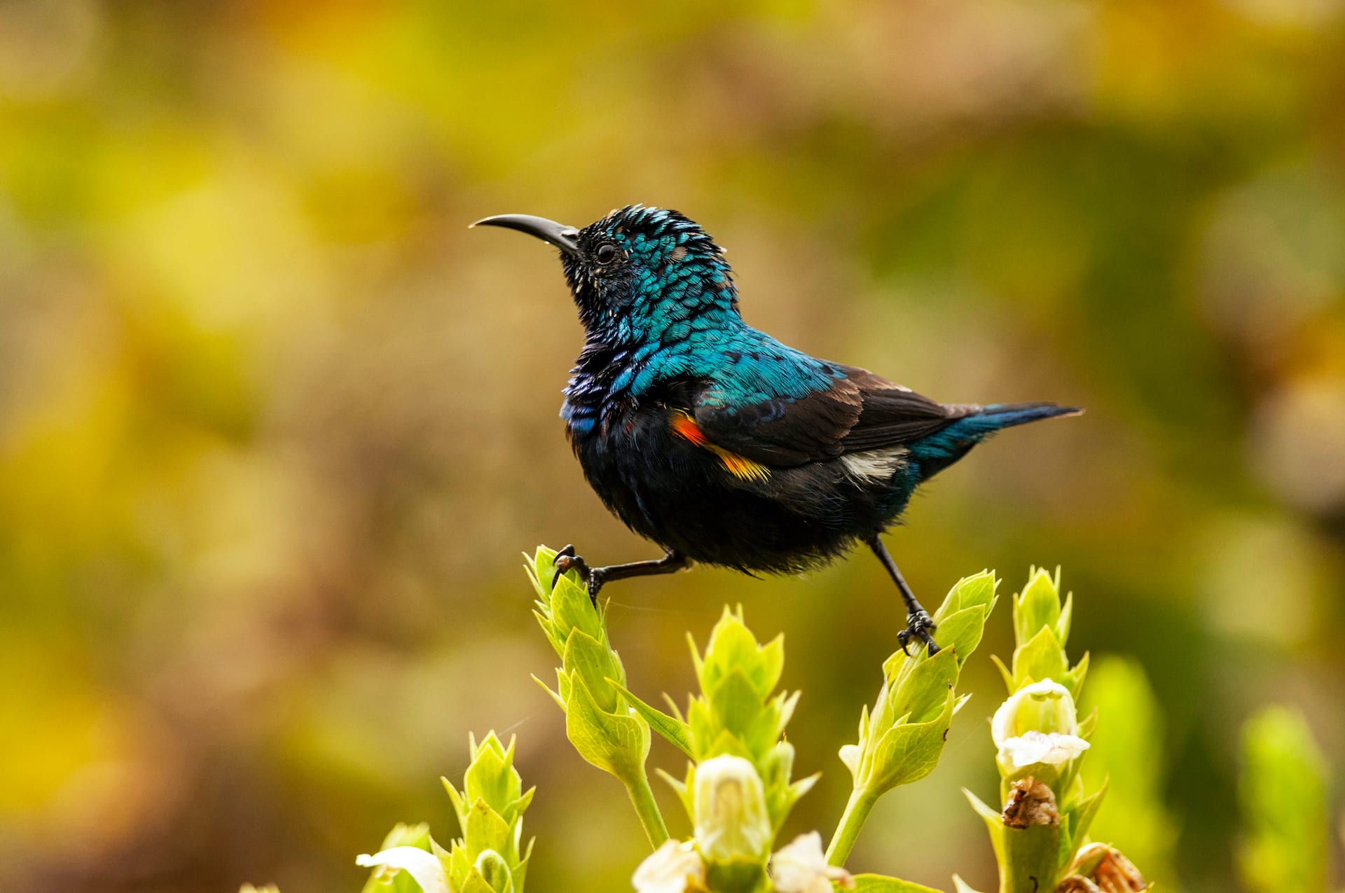 A Purple Sunbird Couple Build a Nest RoundGlass Sustain
