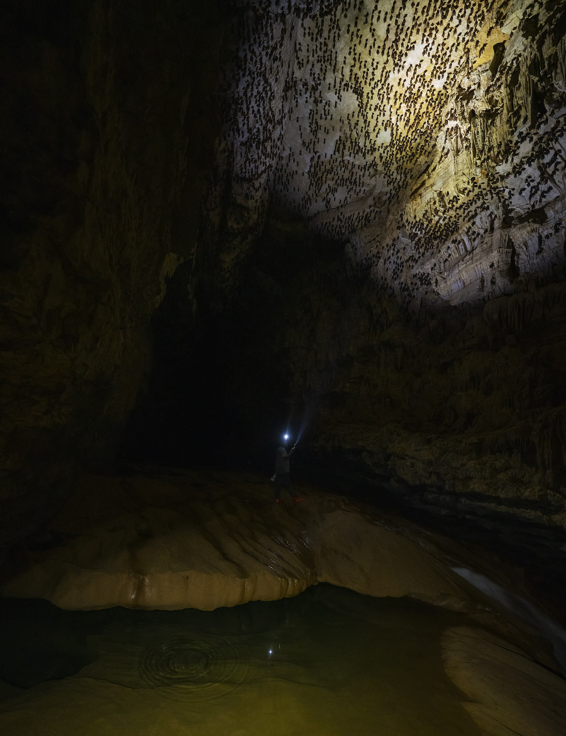 About a kilometre into Krem Chympe, a stunning cave with an underground river, the team came across a large colony of bats roosting on the roof.   Cover photo: In an unnamed and previously unexplored cave in the East Jaintia Hills, the team spotted cascade or sucker frogs (genus  Amolops) on a limestone overhang over deep pools of fresh water. 