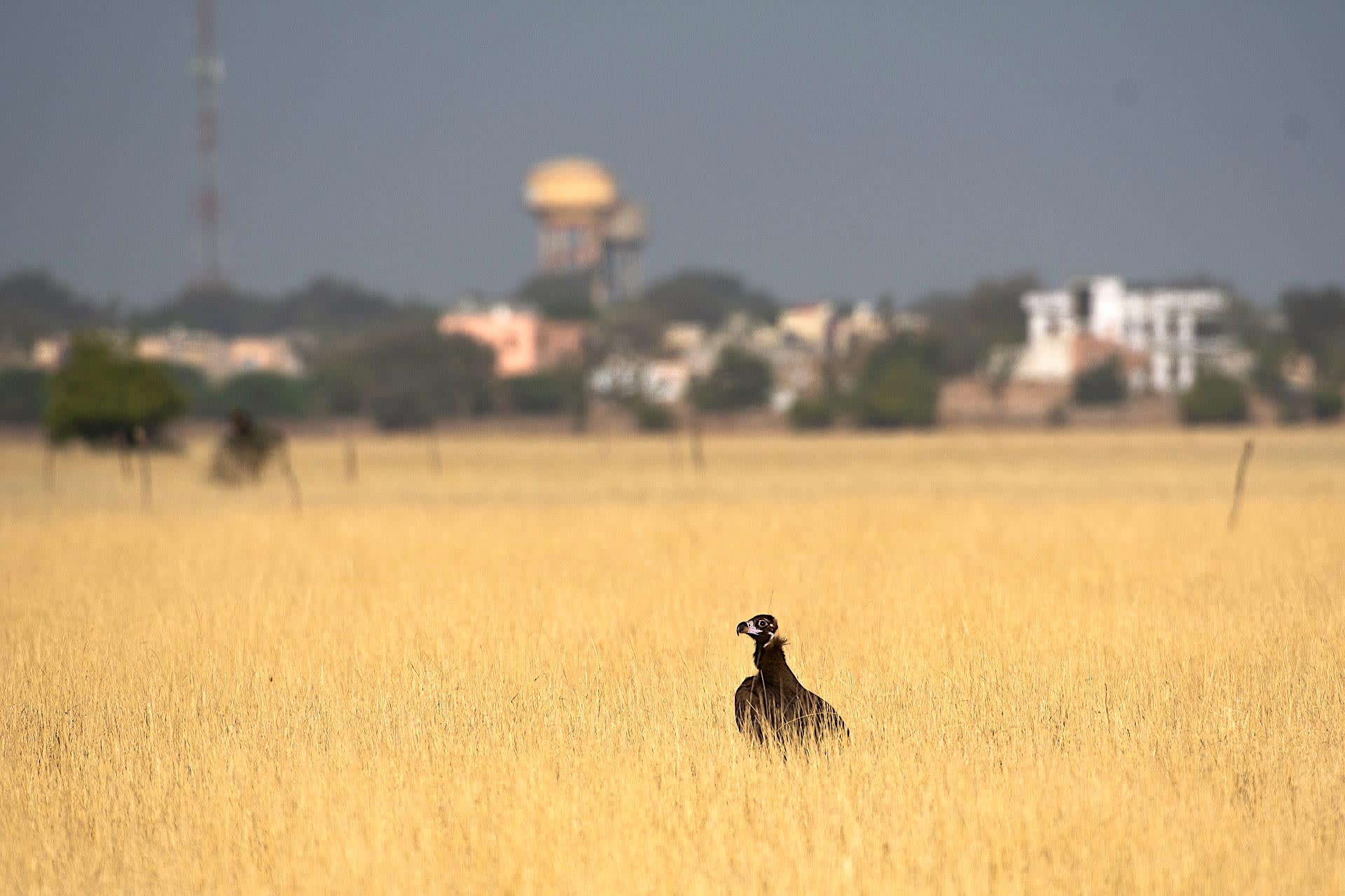 At Tal Chhapar Wildlife Sanctuary, a few hours by road from Jodhpur, Rajasthan’s grassland-loving fauna gather. The sanctuary is spread over only nine sq km and is fringed by human populations, and yet, it has healthy populations of ungulates and raptors, including this cinerous vulture (Aegypius monachus). These hulking birds breed in Europe, Russia, Central Asia, and Northern China, and mostly juveniles migrate to India in winter. Tal Chhapar also hosts griffon vultures (Gyps fulvus), Egyptian vultures (Neophron percnopterus), steppe eagles (Aquila nipalensis), and eastern imperial eagles (Aquila heliaca), making it a popular pitstop for birdwatchers. Photo: Shreeram MV