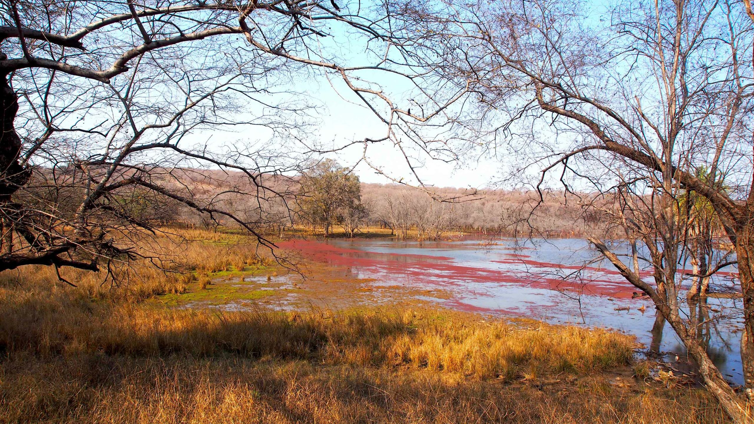 Further north from Chambal lies the famous Ranthambore National Park. Like Keoladeo, Ranthambore was also a game reserve for royals until it became a sanctuary in 1955. It remains popular with visitors who want to spot big cats, but thanks to persistent conservation measures, the shooting in Ranthambore nowadays is strictly by camera. Photo: Surya Ramachandran