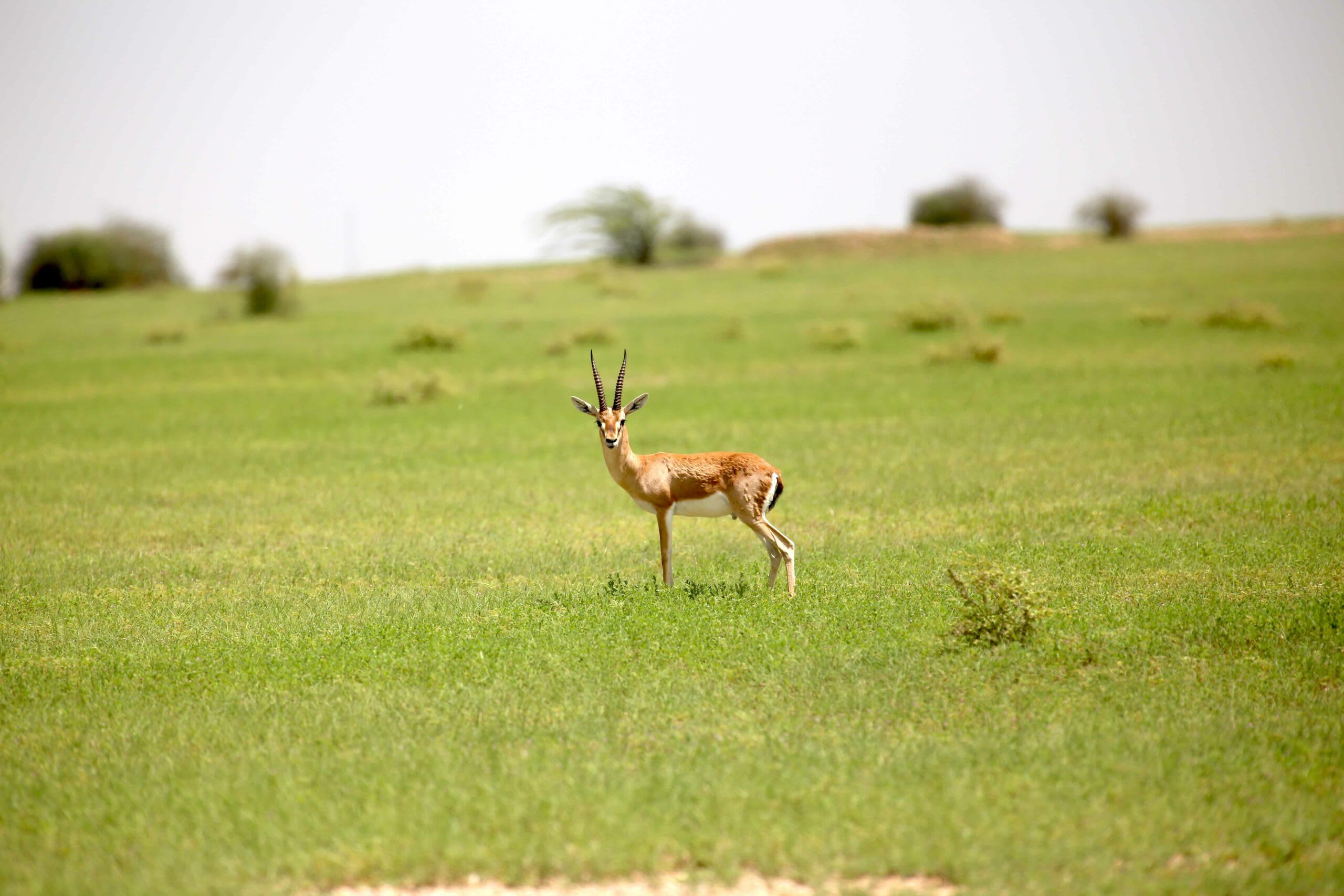 Wedged between the Thar Desert and the Aravallis, the district of Jodhpur’s habitat is largely flat with thorny scrub forests. This mostly brown landscape comes alive between June and September when the region receives some rain. Blackbuck and chinkara (pictured here) live here year-round. Photo: Surya Ramachandran