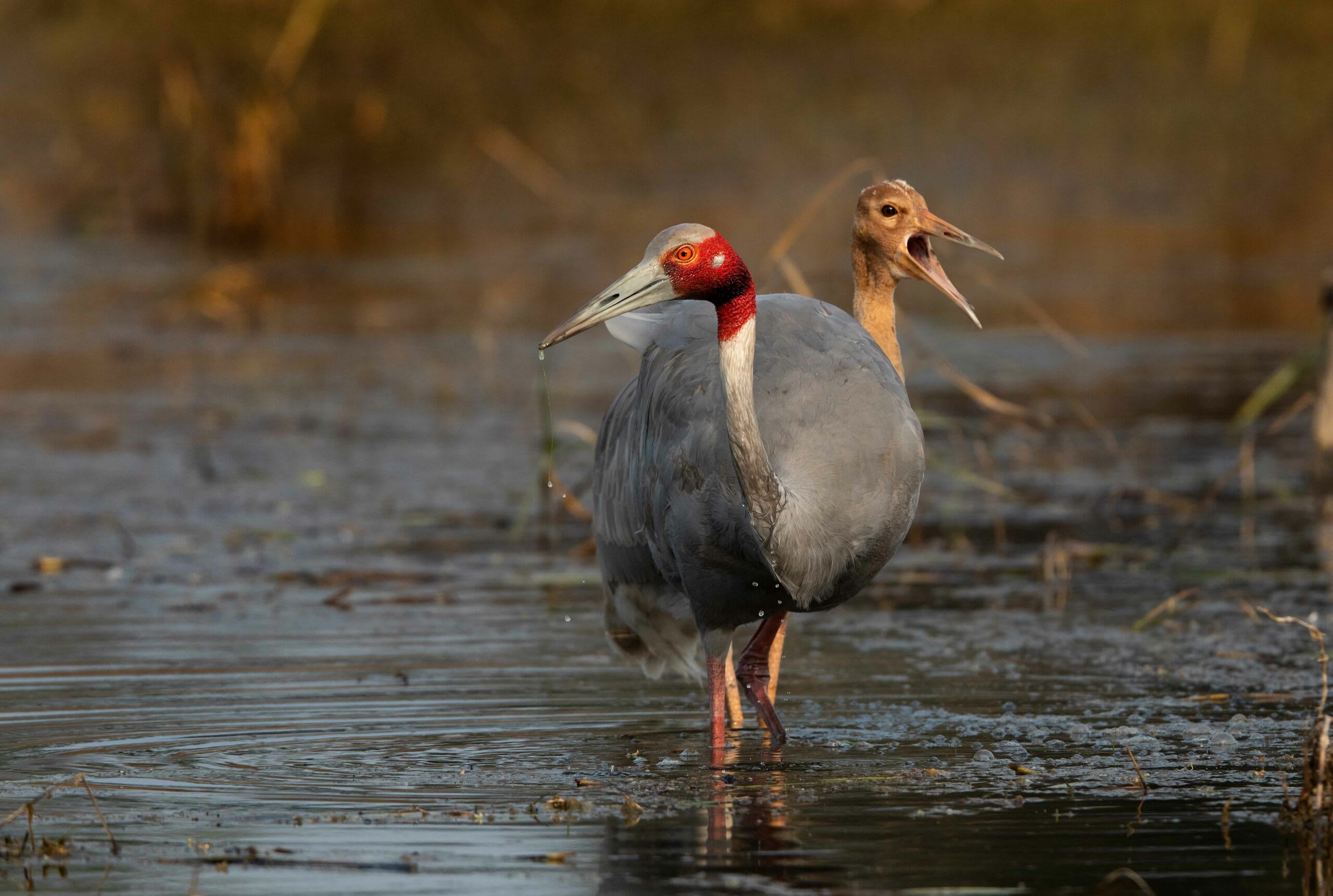 Sarus cranes (Grus antigone) also inhabit the wetlands of Keoladeo Wildlife Sanctuary, formerly Bharatpur Bird Sanctuary. These striking birds have inhabited Rajasthan for centuries and feature in stories, songs, and artworks from the region. One reason is their physiology: adults have a blood-red patch on their face and grow over five feet tall. The other is their famed fidelity: the cranes mate for life, and once they do, they rarely separate from their partner. Photo: Shivang Mehta 