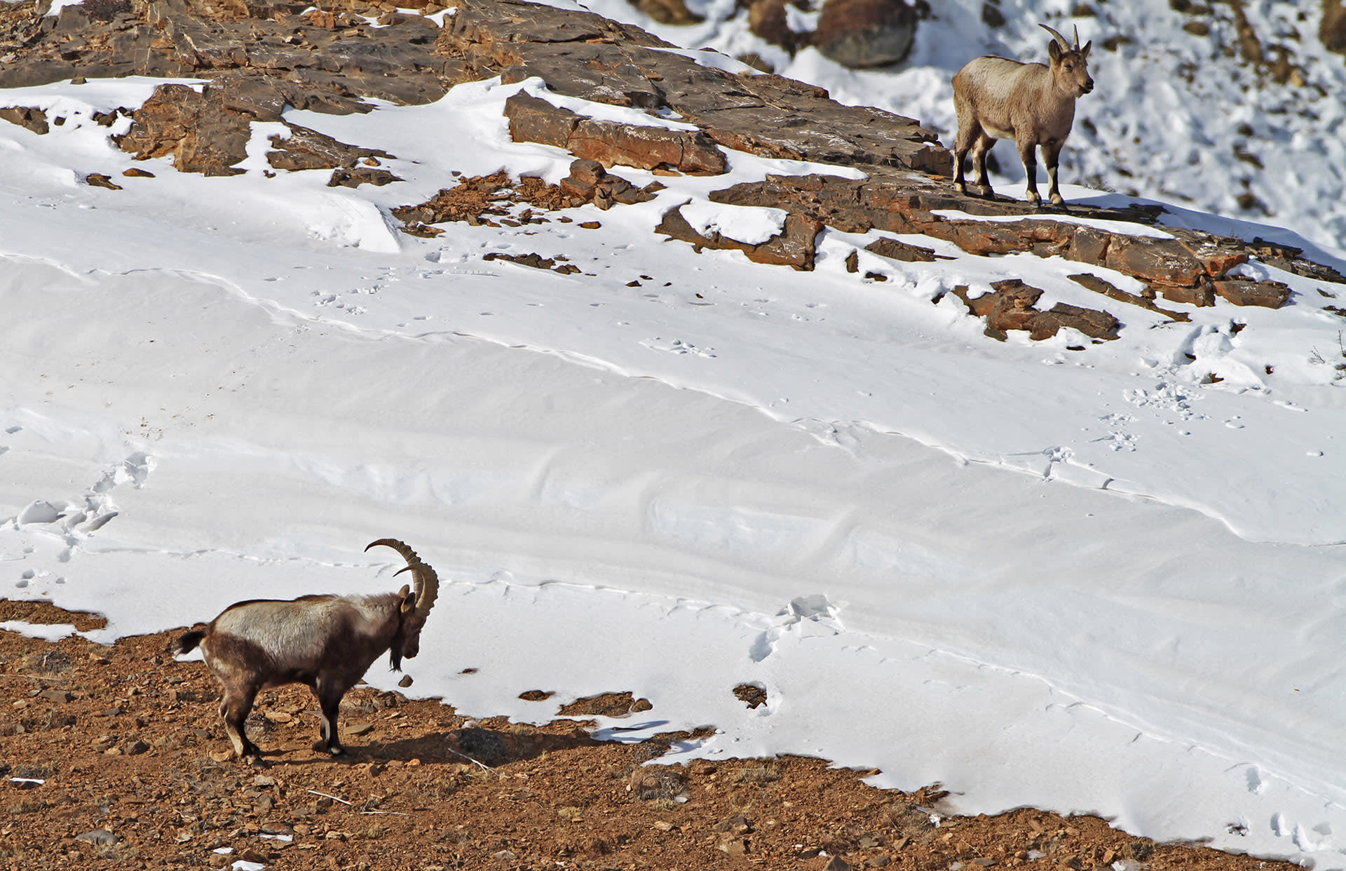 The Himalayan ibex’s most striking feature is its huge, curved horns, characterised by notches in the front. Its fur ranges from pale to dark brown, and varies in thickness according to the season. Photo: Dhritiman Mukherjee