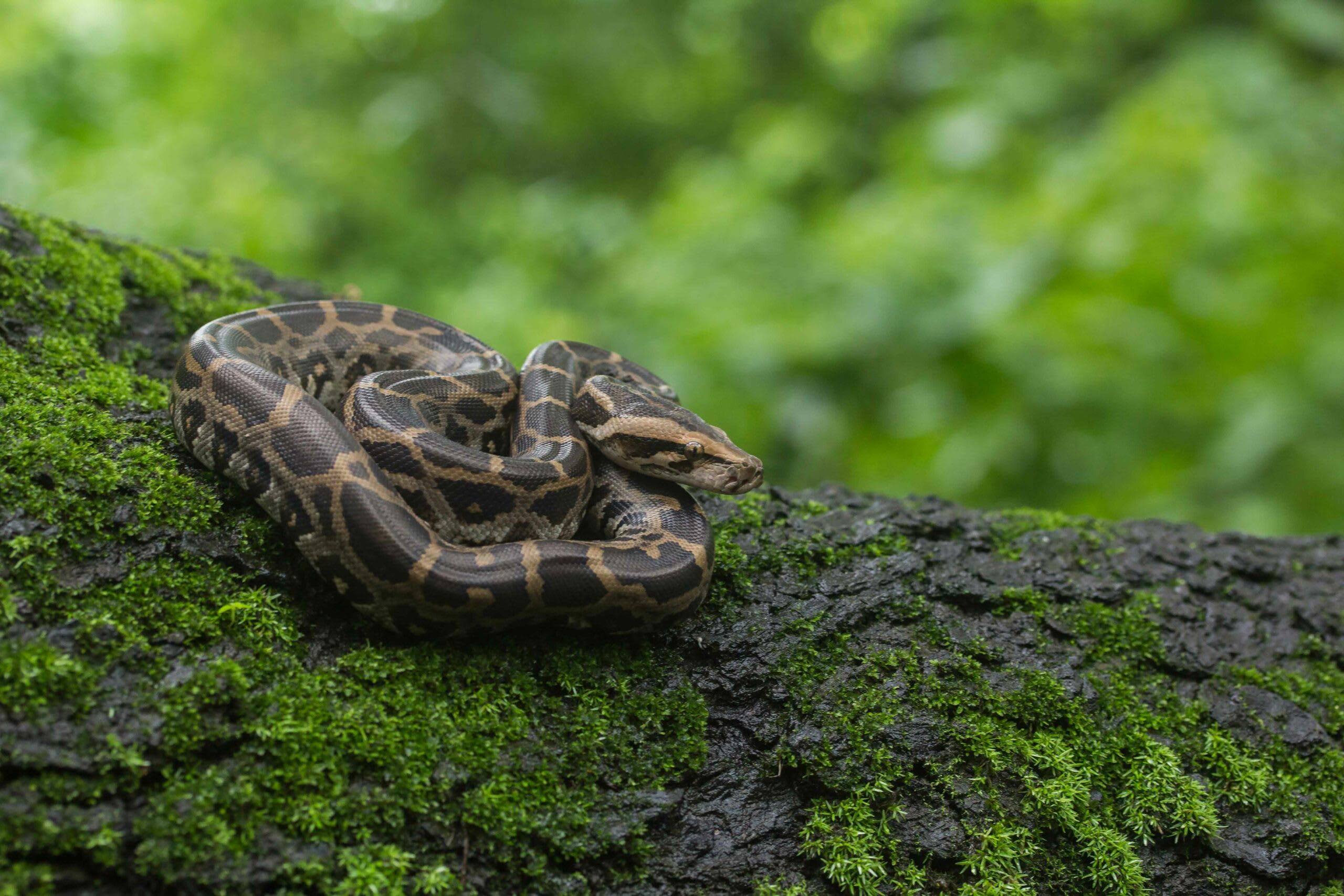 The Indian rock python lives a solitary life but is found in pairs during the breeding season. This juvenile was photographed in Aarey Milk Colony, Mumbai. Photo: Rajesh Sanap