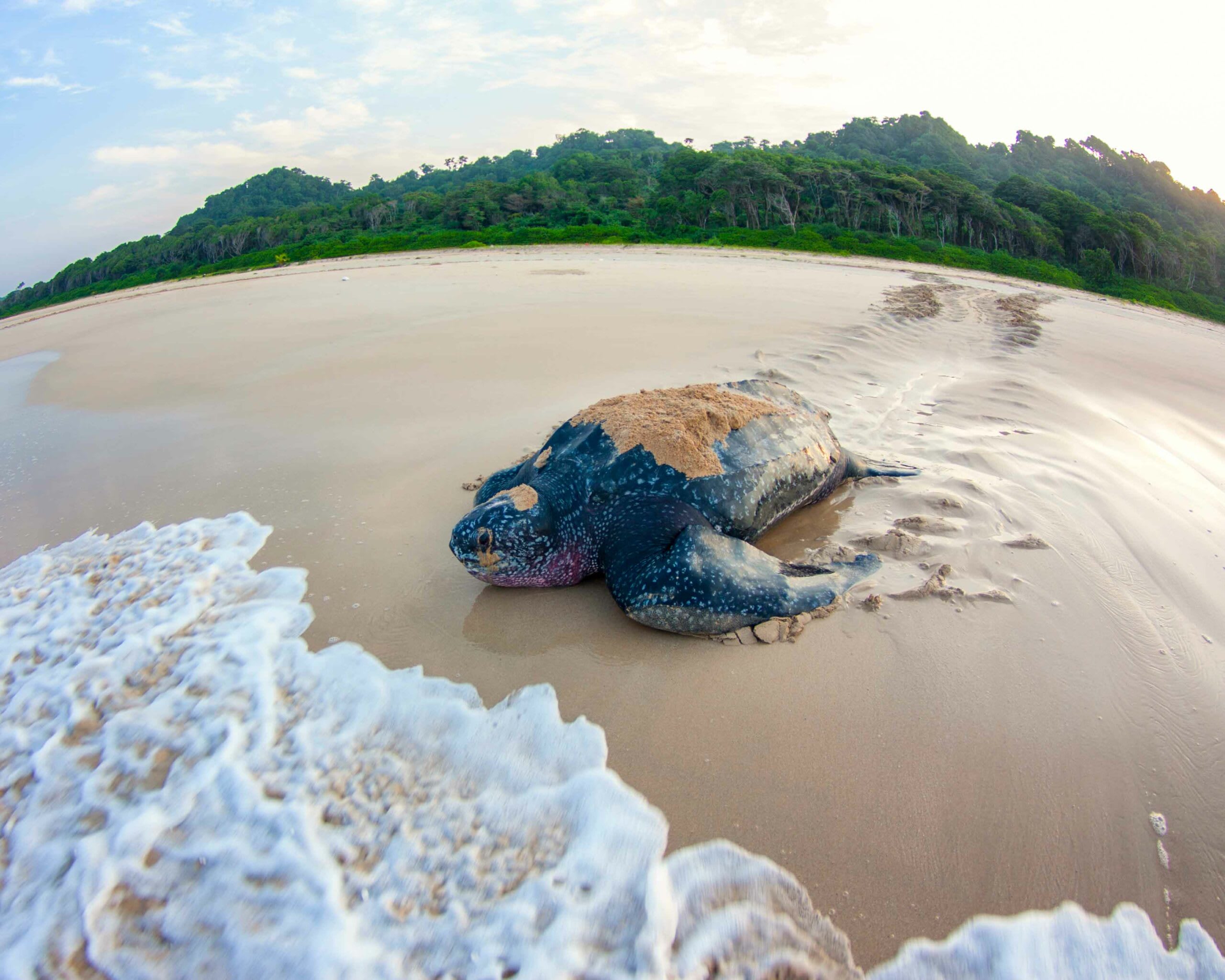 Leatherback Sea Turtles: Giants of Andaman and Nicobar Islands | RoundGlass | Sustain