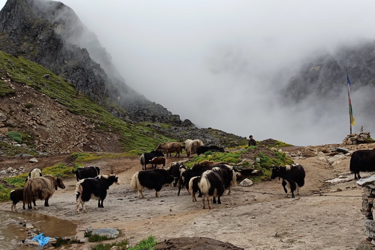 Yak herds grazing inside Khangchendzonga National Park. The big and powerful herds were never removed. The policy affected the small subsistence-based pastoralists resulting in increased inequalities. Photo: Kinzong Bhutia 
