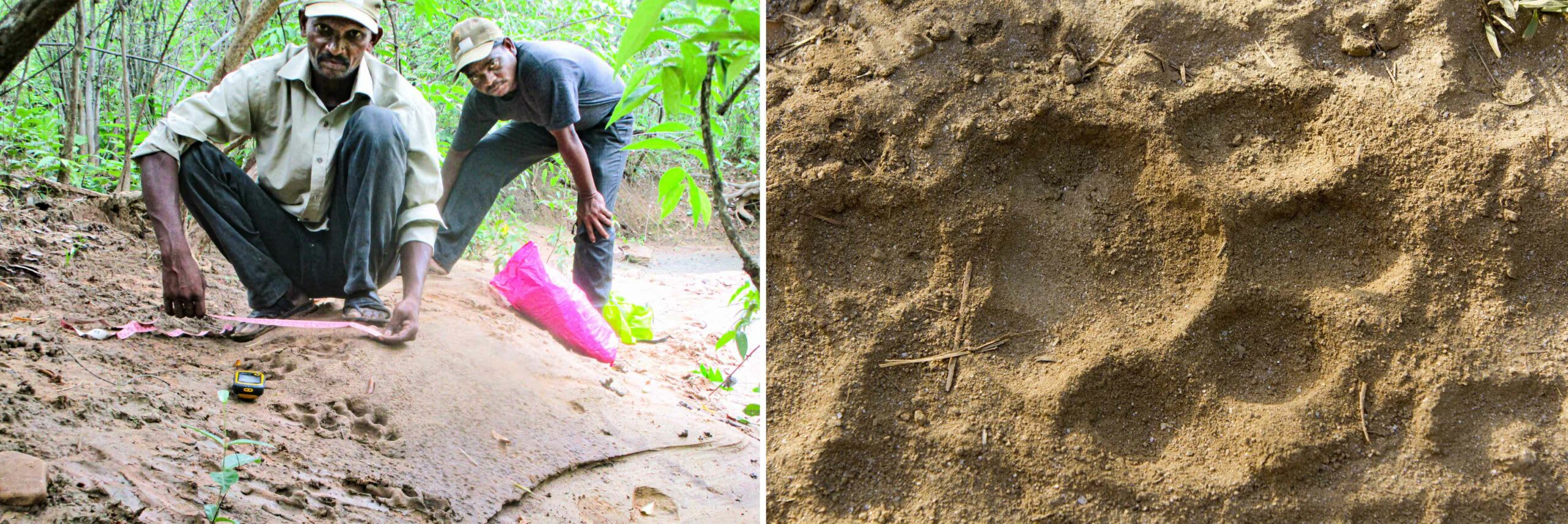 Apart from identifying snares, Shivaji Kutikela also spends several hours of his day observing signs of tigers and helps the forest department track the wild cat’s movement. (Right) A tiger’s pugmark can reveal a lot — which direction it is headed in, its sex, a rough estimate of its age, and even whether it is in good physical condition. Photos: Shivaji Kutikela (left); David Evison/Shutterstock (right)