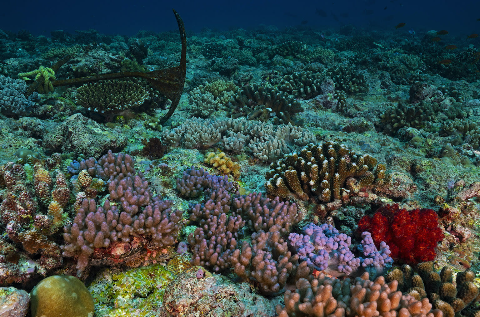 Development Plans Threaten Ecology of Lakshadweep | RoundGlass | Sustain