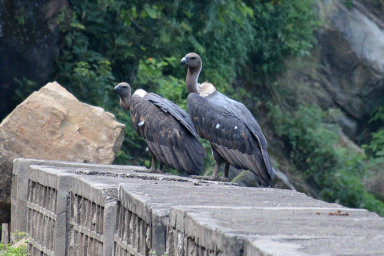 White-backed vultures resting in the Morni forest range near Pinjore Vulture Breeding Centre, in Haryana’s Panchkula district. Photo: Special Arrangement  Cover Photo: Representational photo of a white-rumped vulture. Photo: Vickey Chauhan/Shutterstock